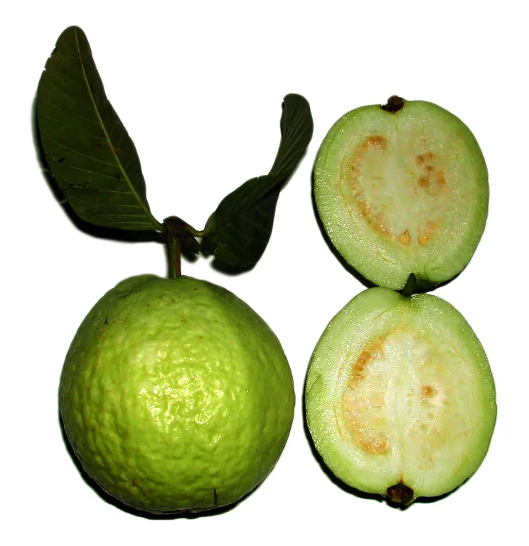 Guava (Psidium guajava)