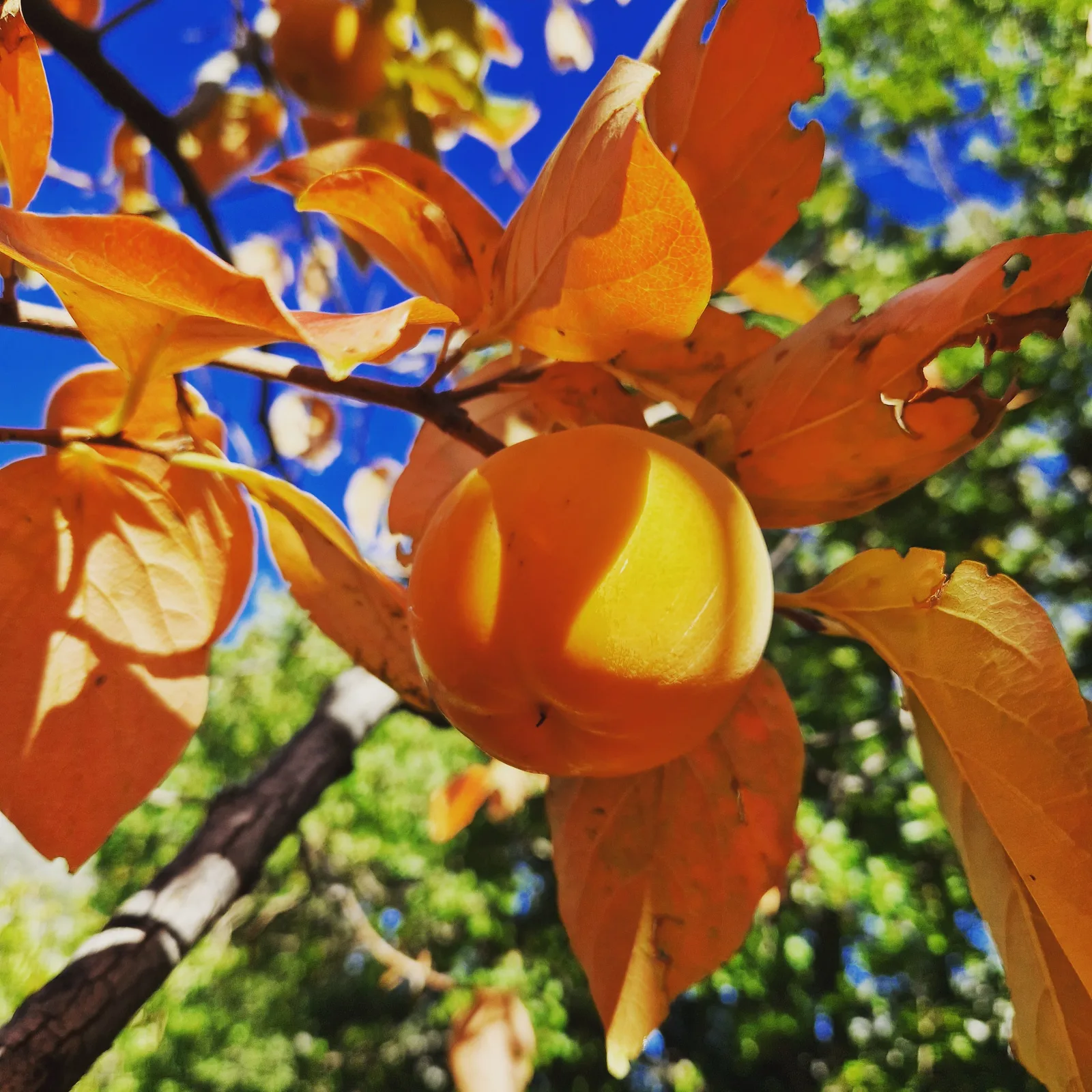 Persimmon (Diospyros kaki)