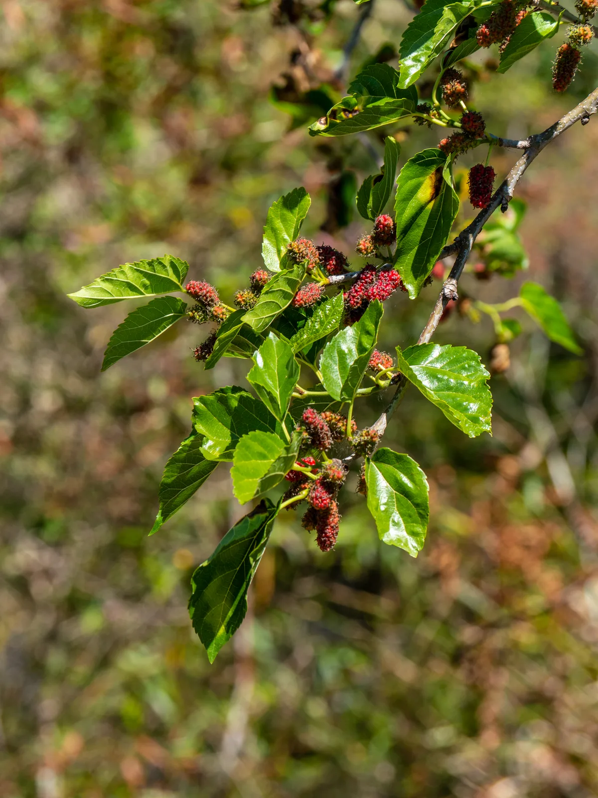 Mulberry