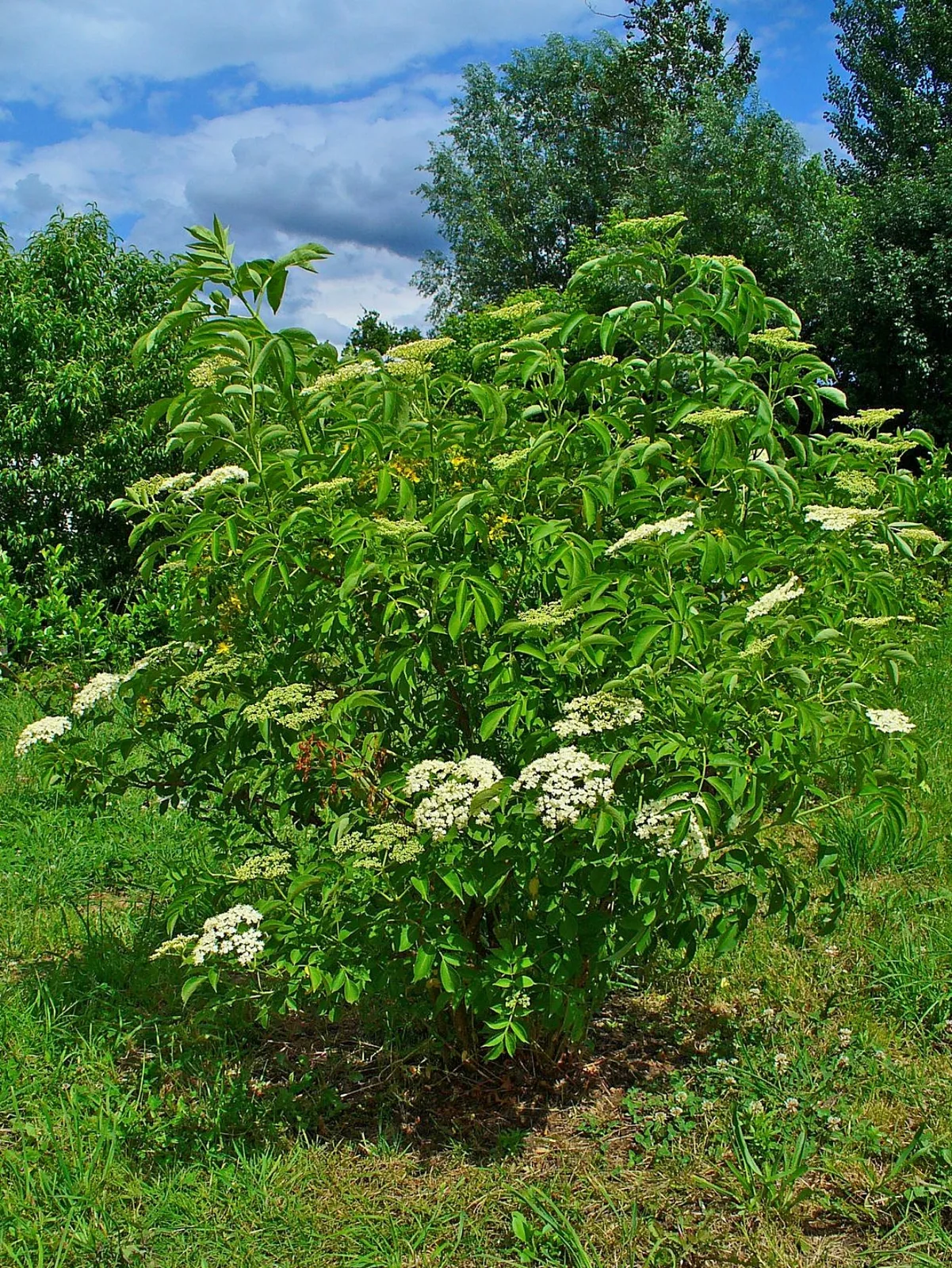 Elderberry (Sambucus canadensis)