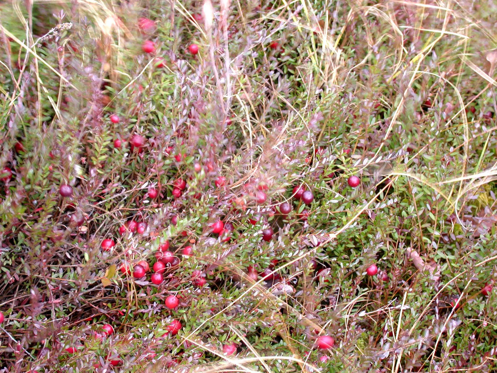 Cranberry (Vaccinium macrocarpon)