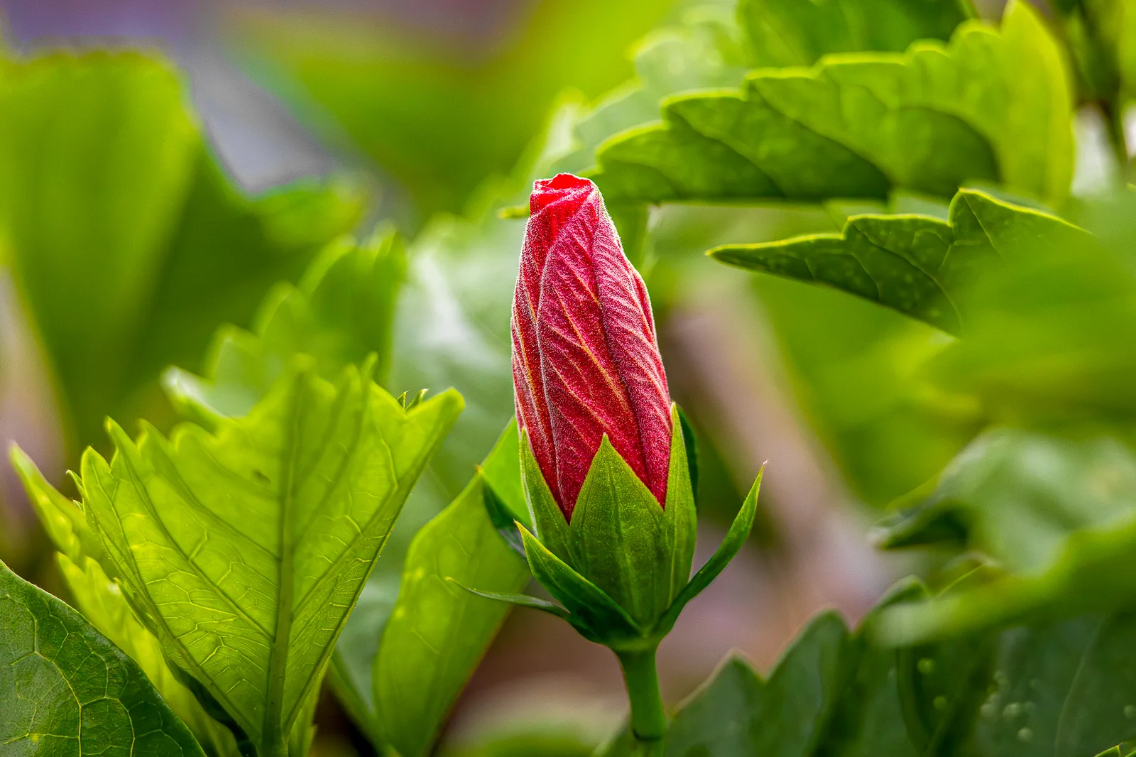 Hibiscus