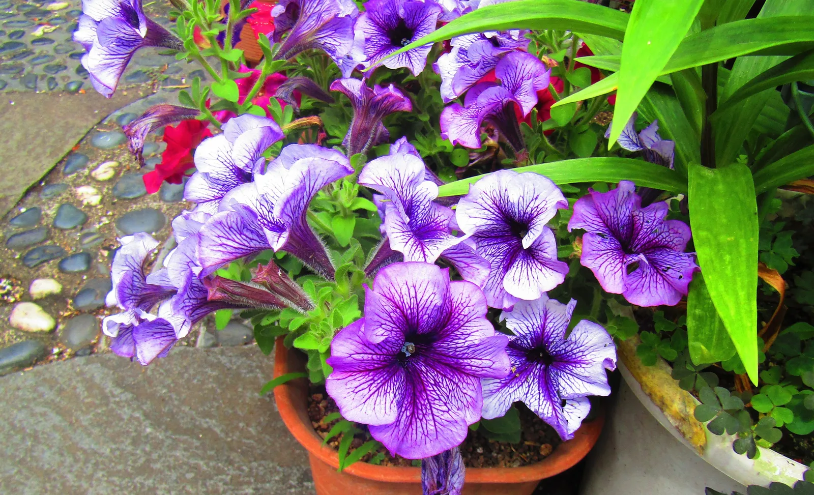 Petunia (Petunia × atkinsiana)