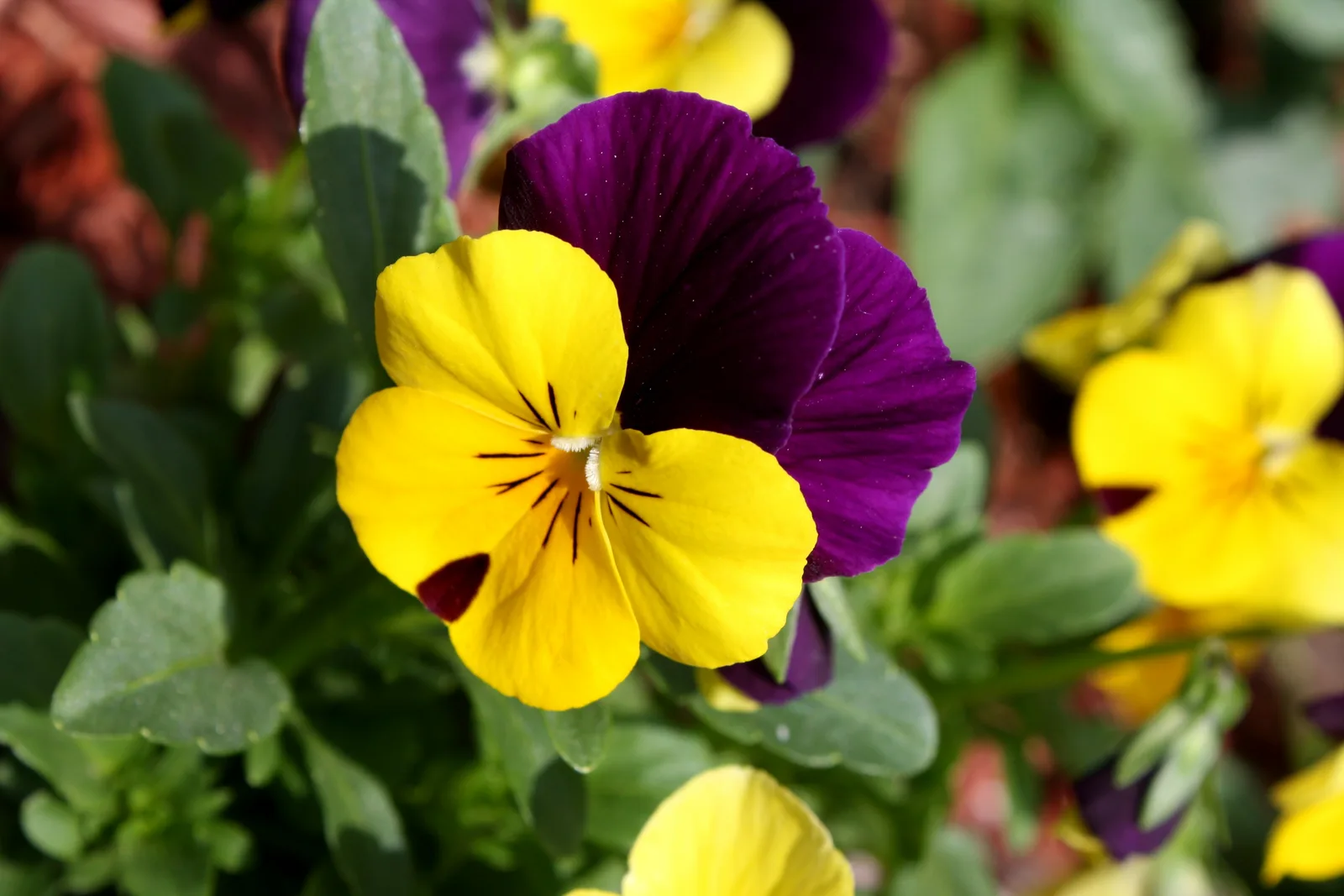 Pansy