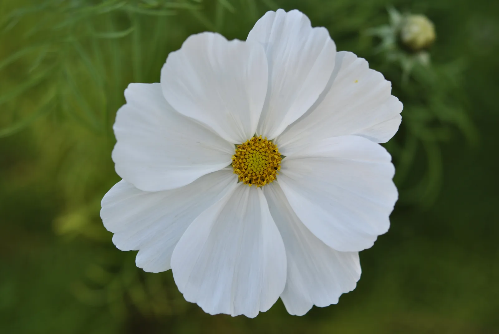 Cosmos
