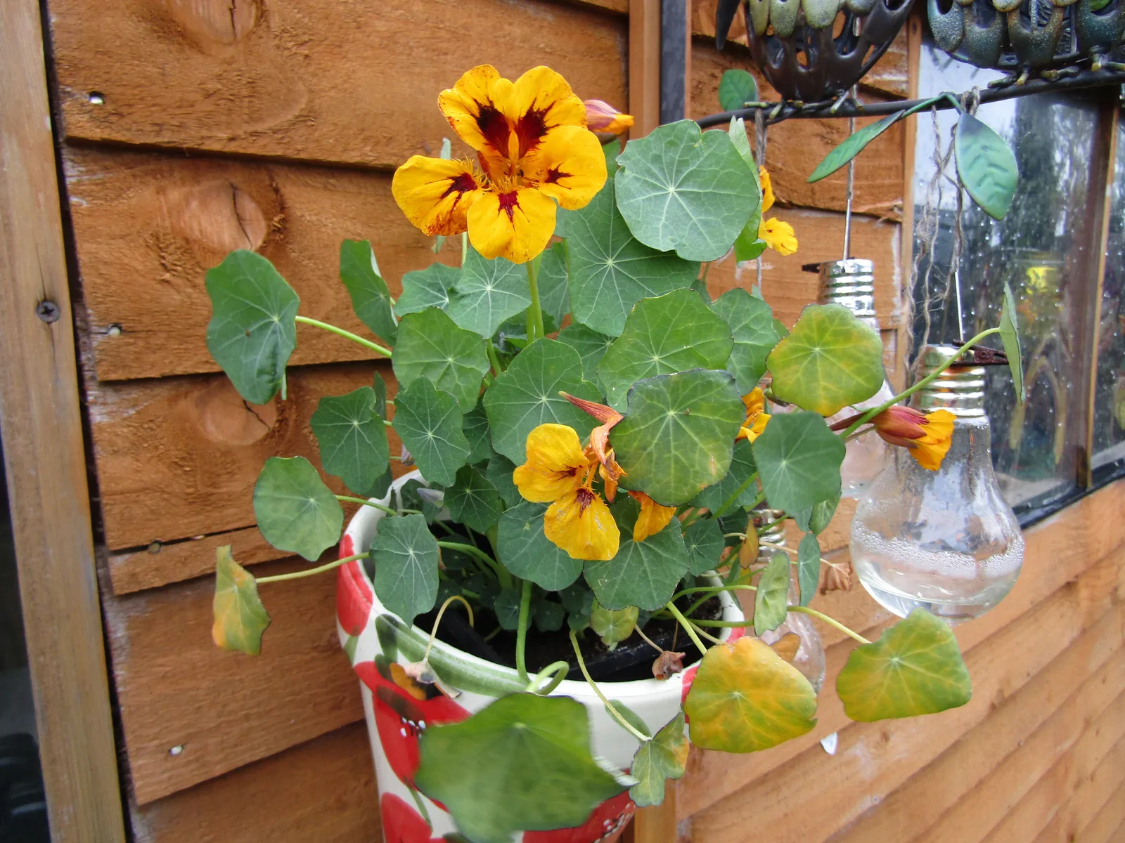 Nasturtium