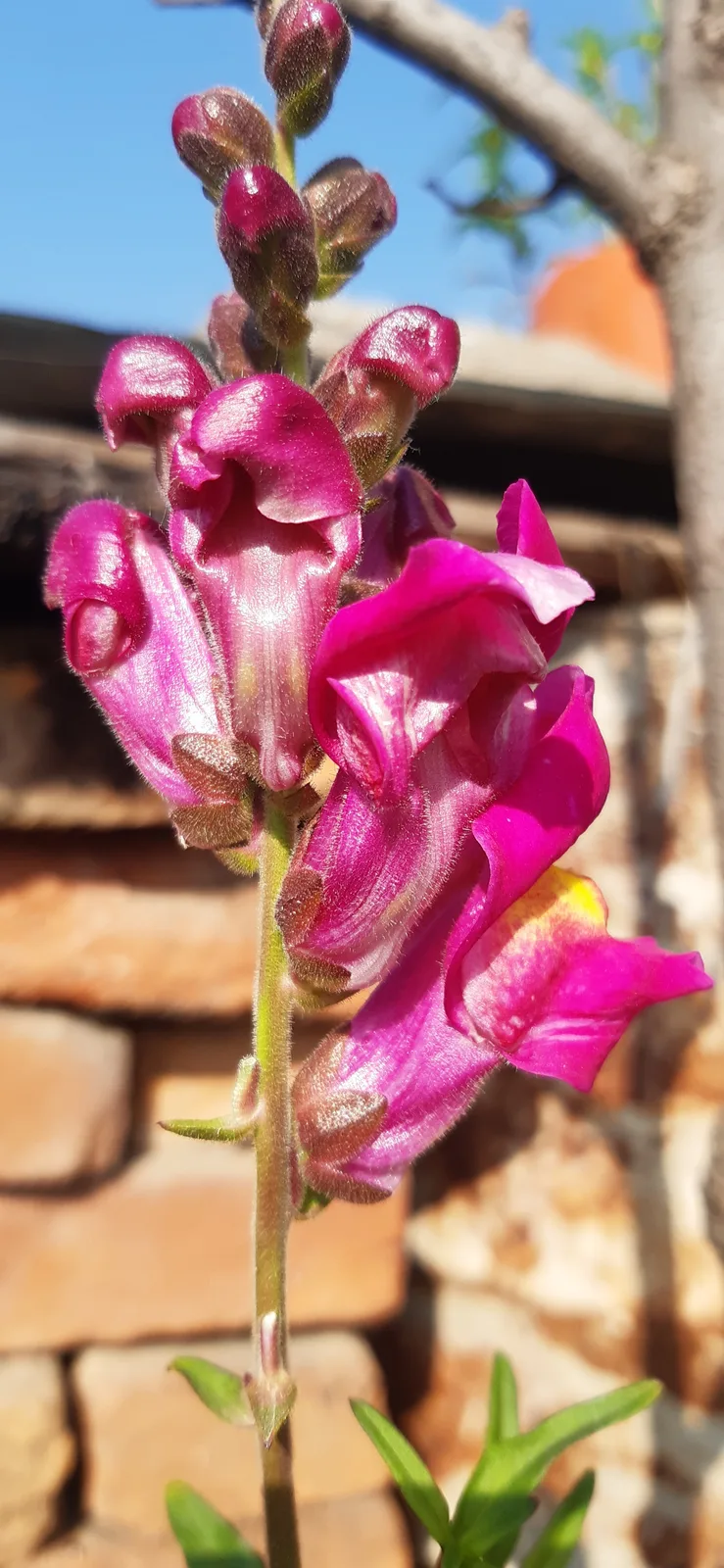 Snapdragon