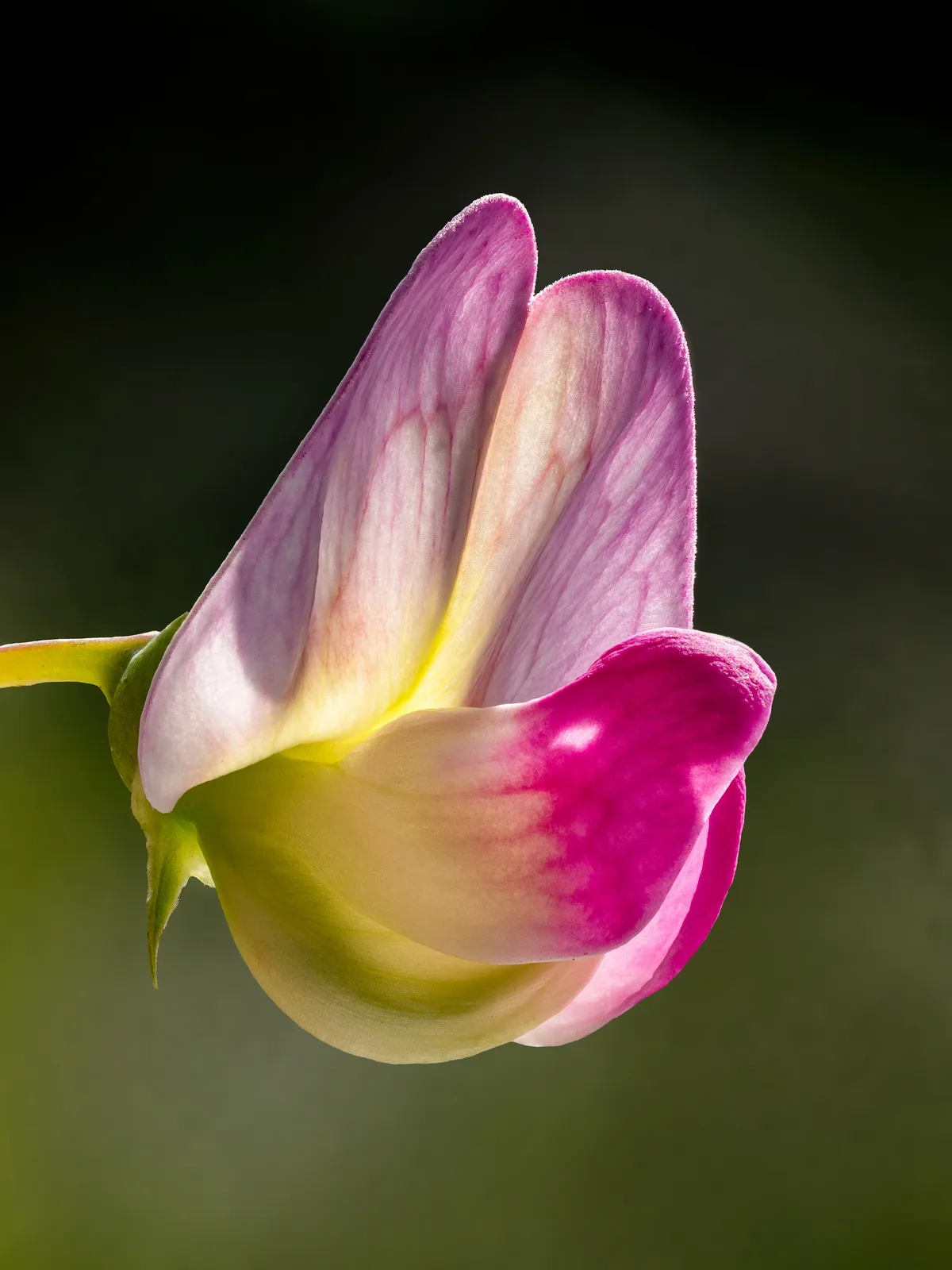 Sweet Pea (Lathyrus odoratus)