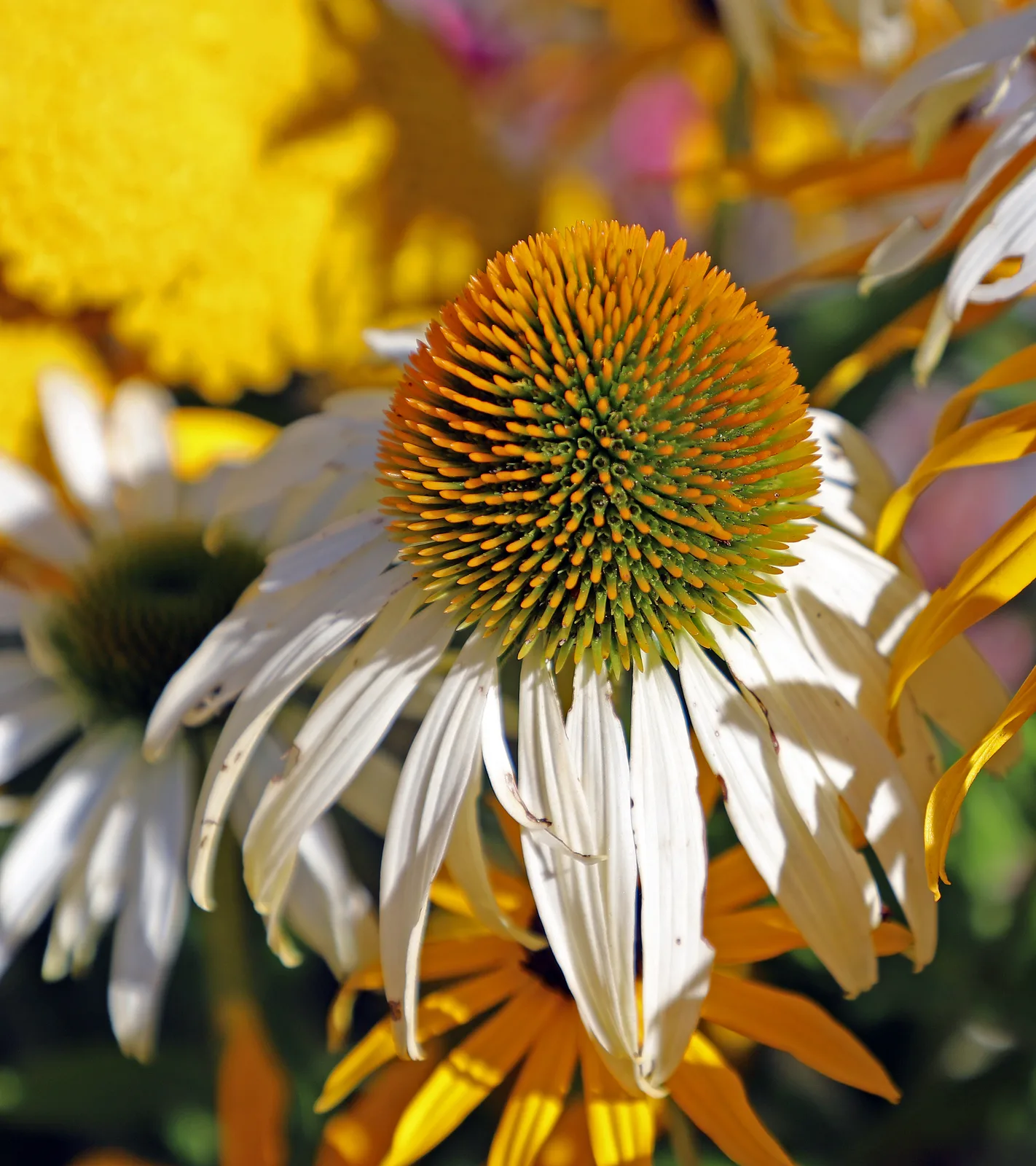 Coneflower (Echinacea purpurea)