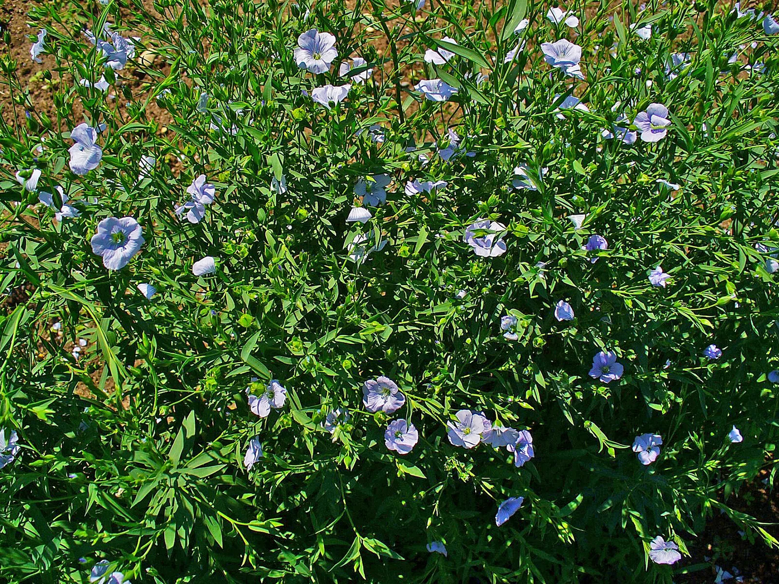 Flax