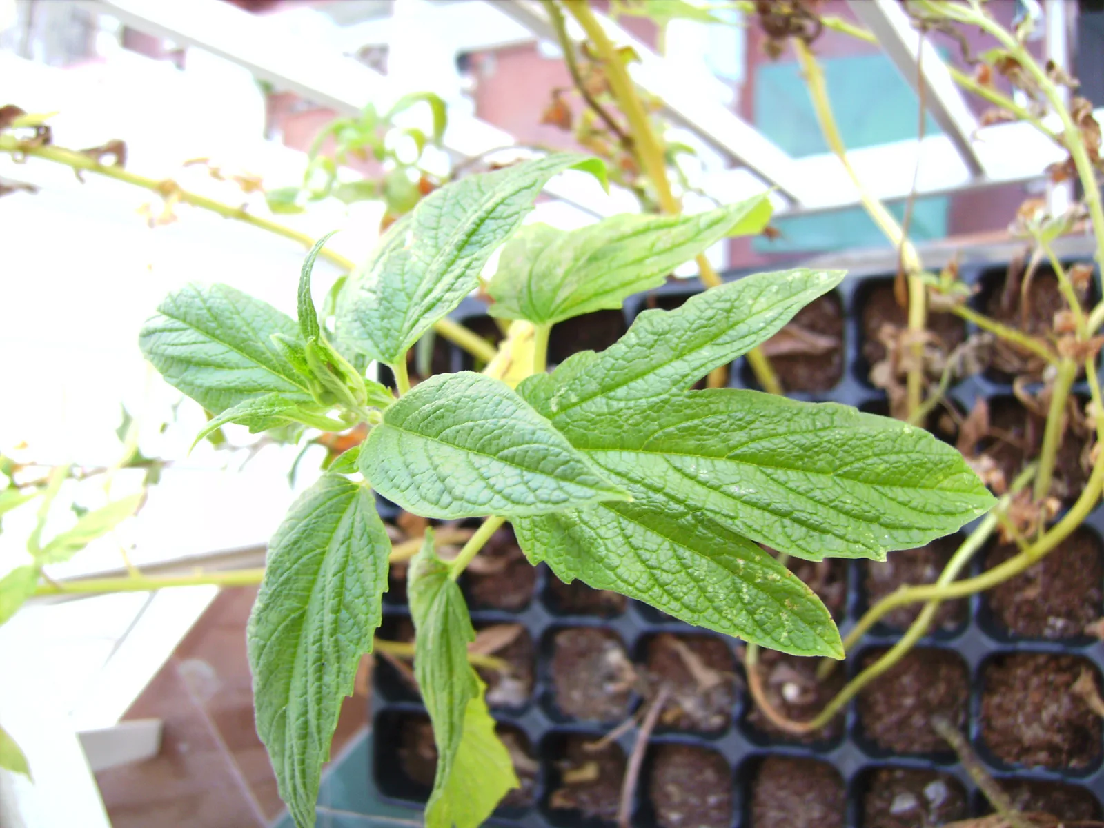 Sesame (Sesamum indicum)
