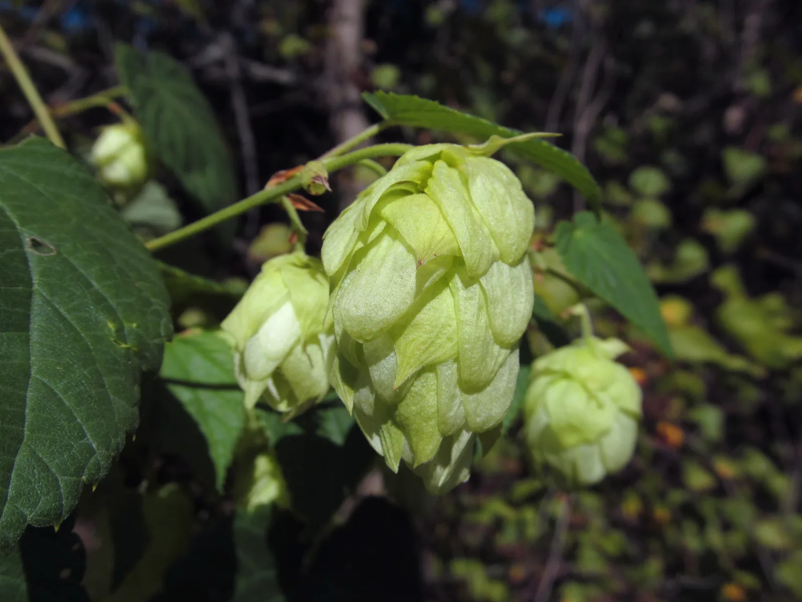 Hops (Humulus lupulus)