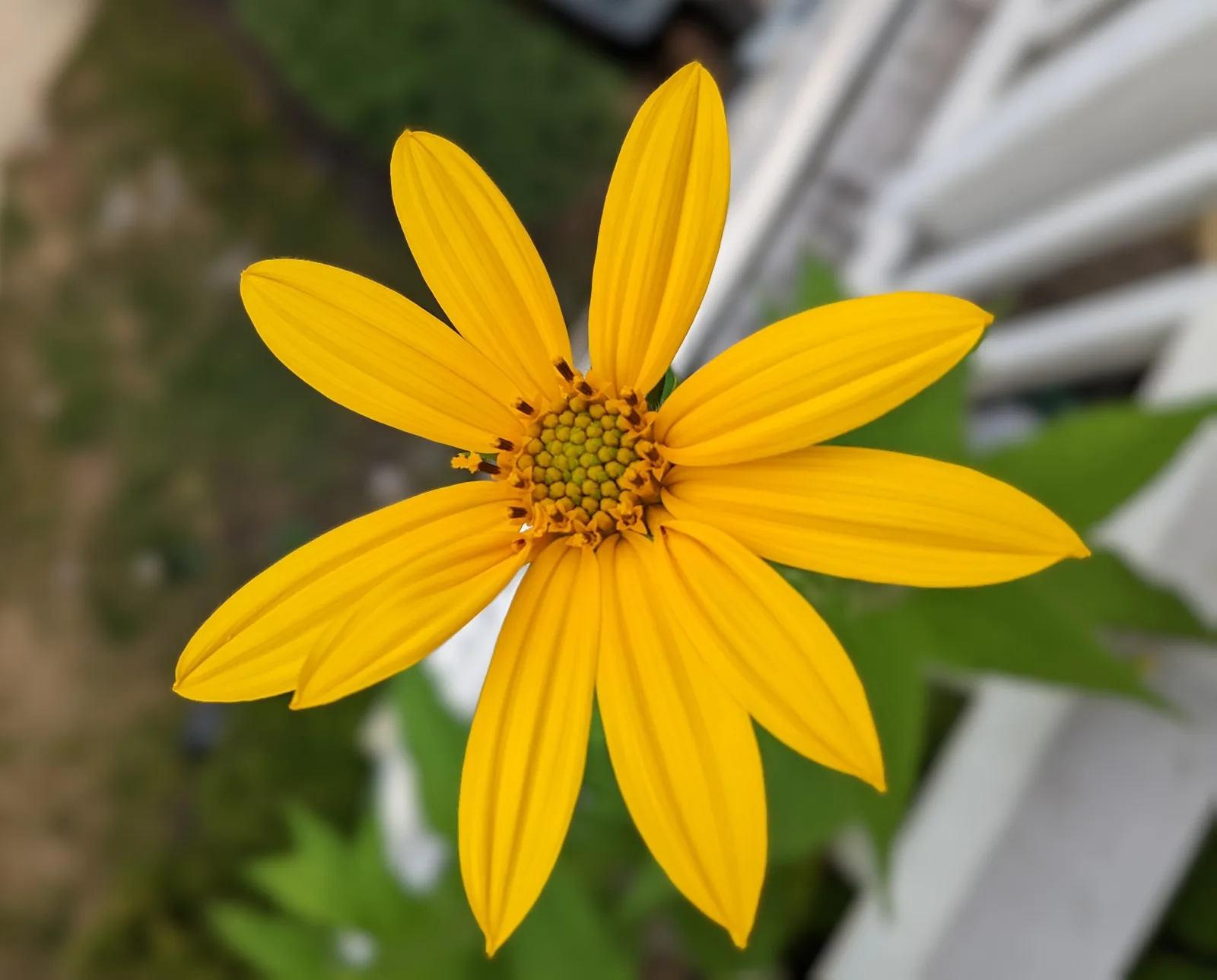 Jerusalem Artichoke