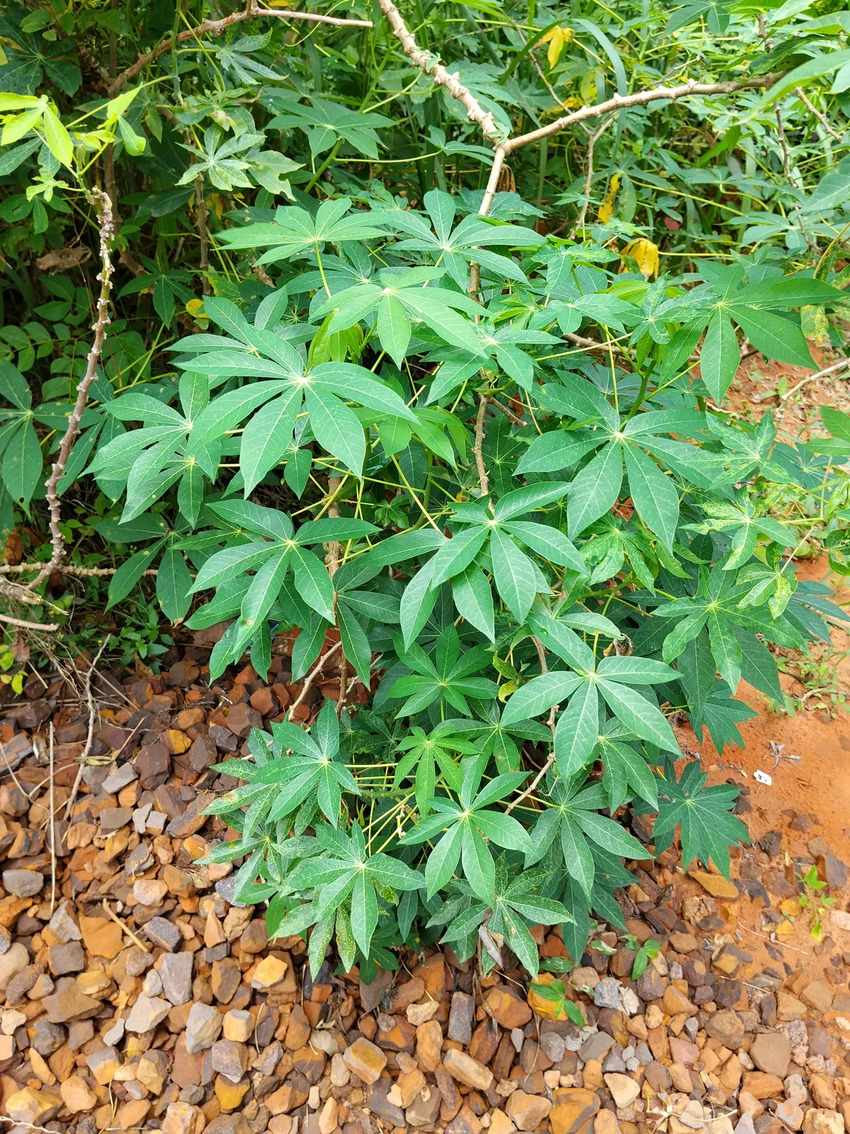 Cassava