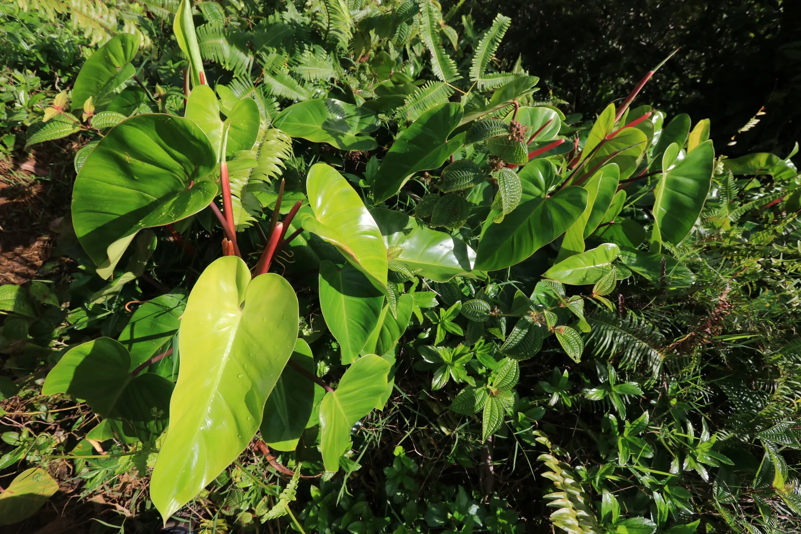 Taro (Colocasia esculenta)