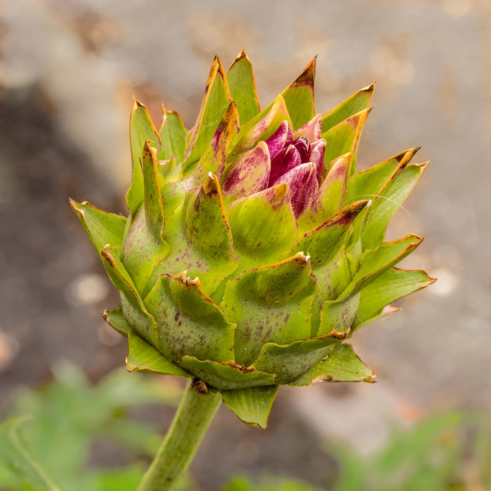Cardoon