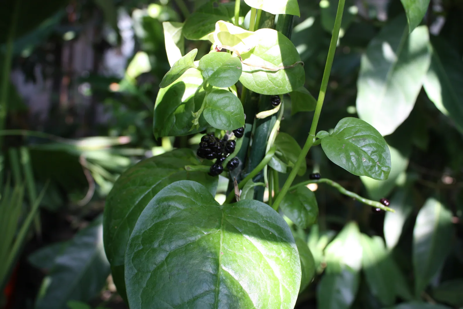 Malabar Spinach