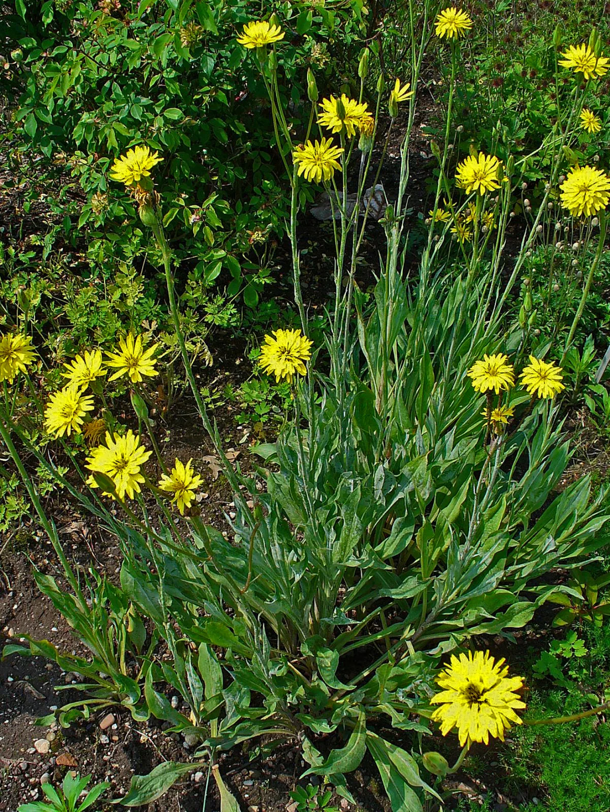 Scorzonera
