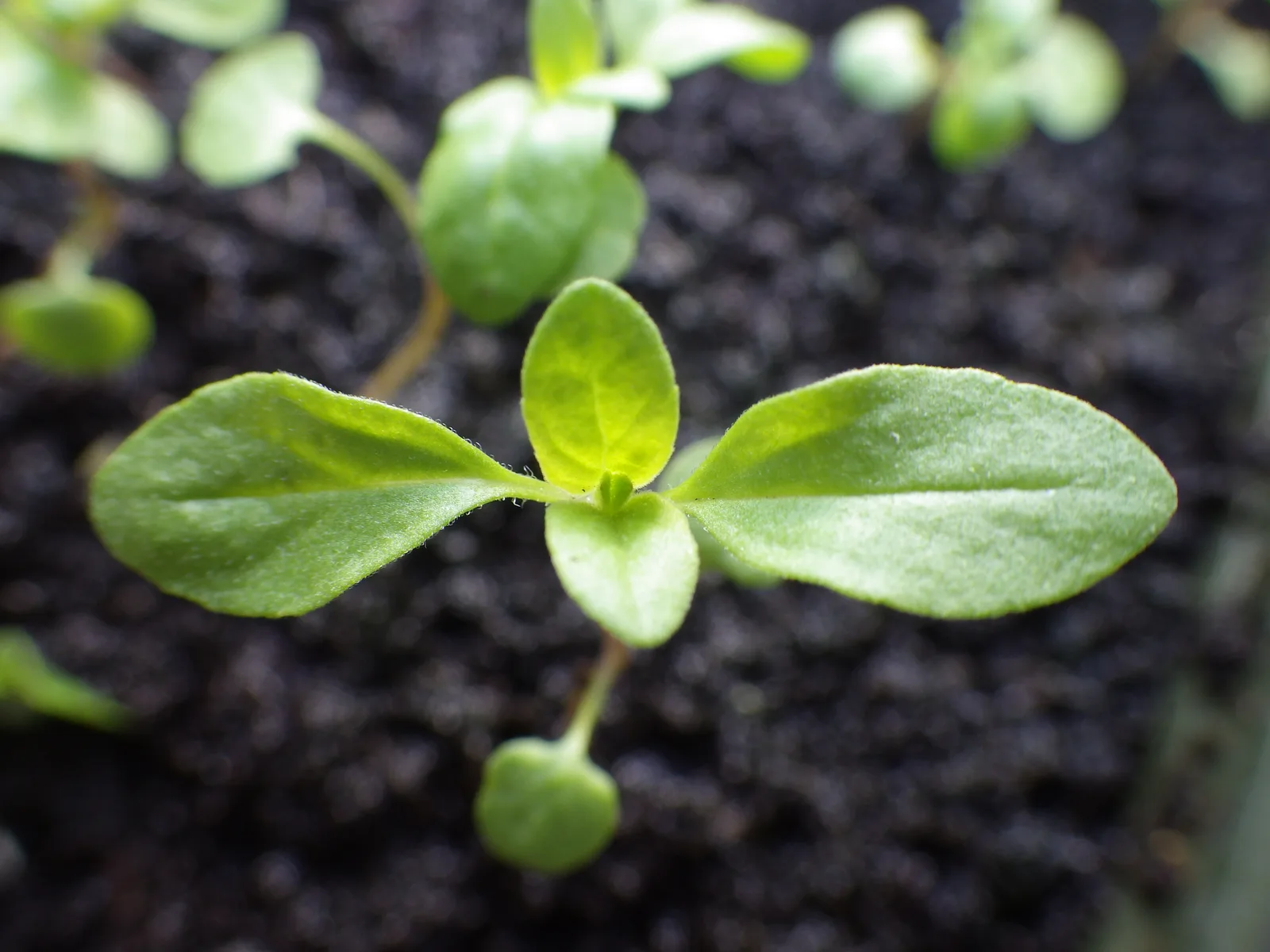 Marjoram