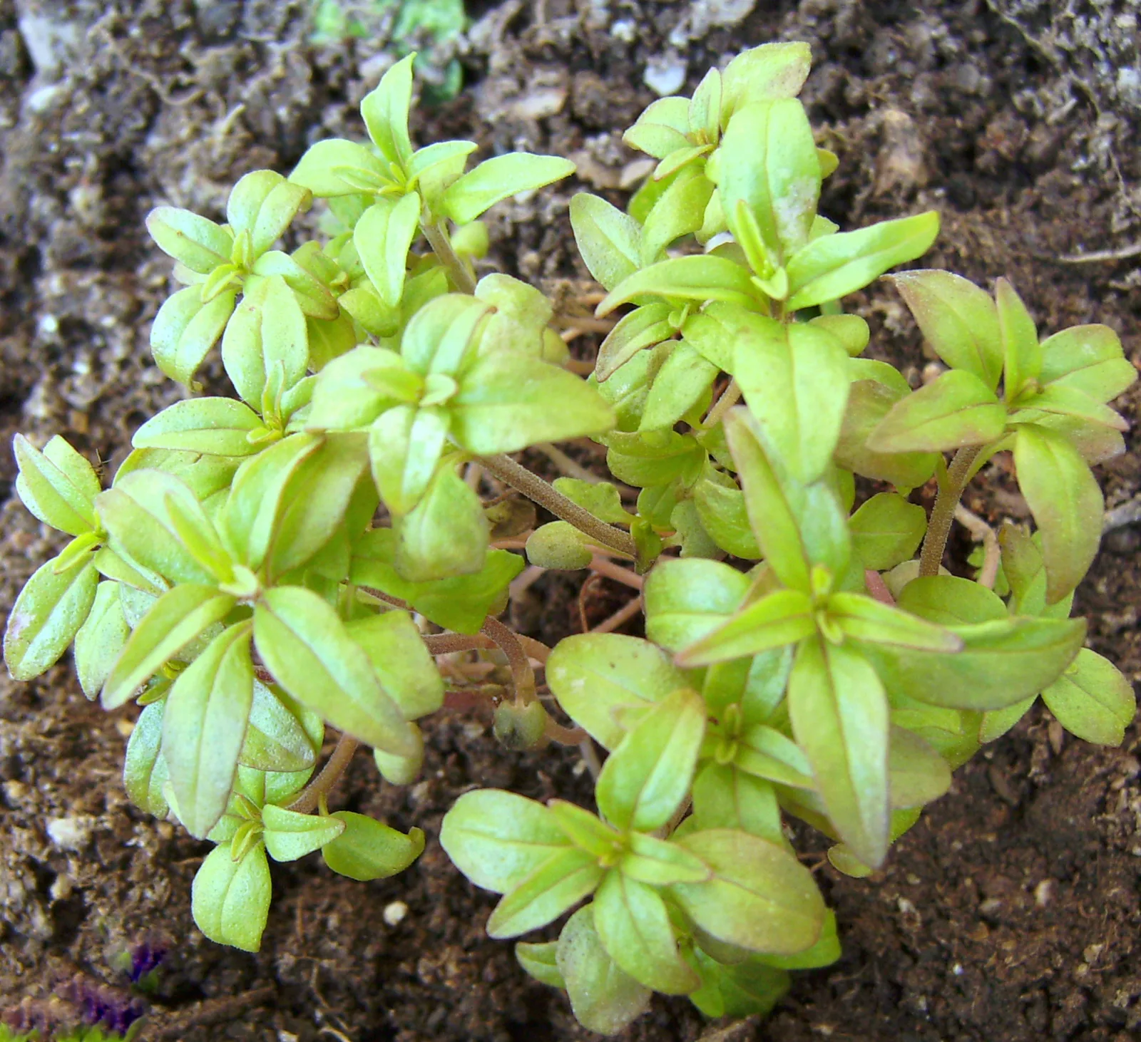 Summer Savory