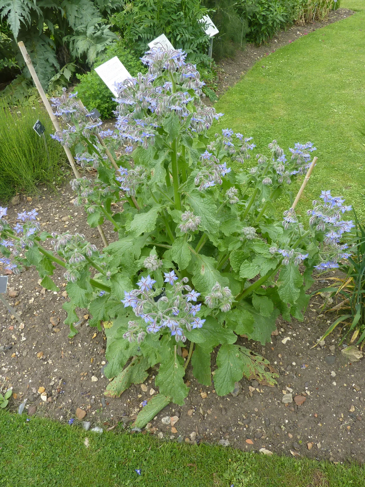 Borage