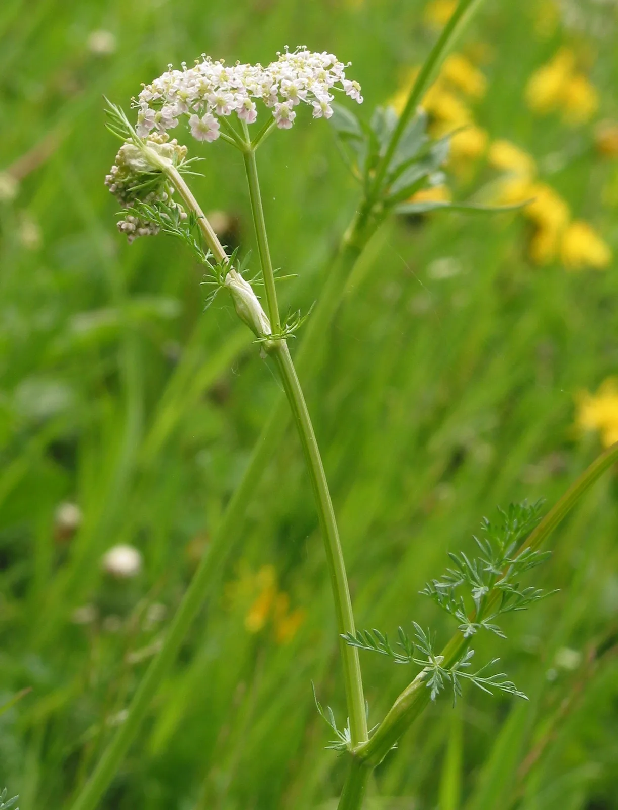 Caraway
