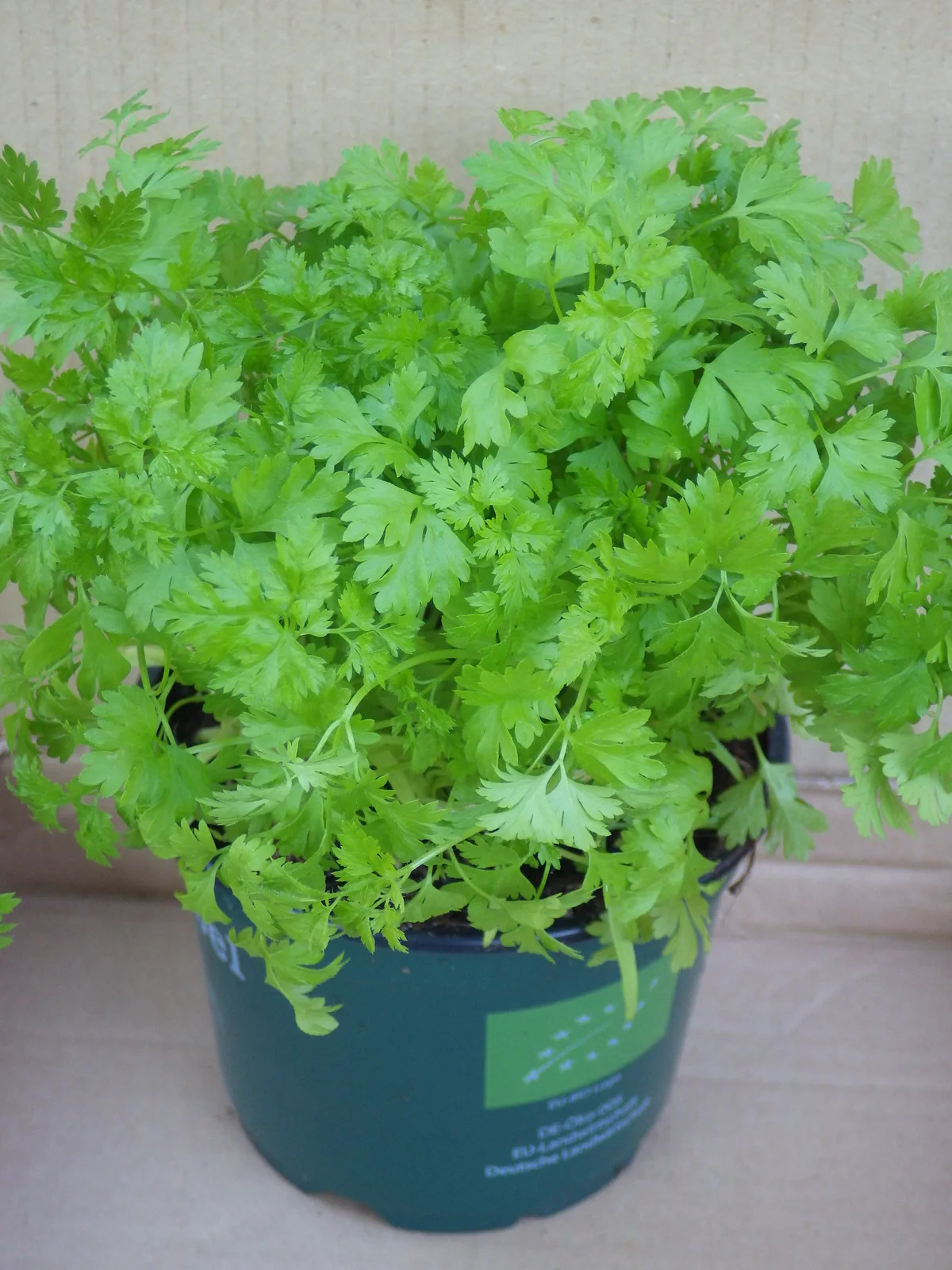 Chervil