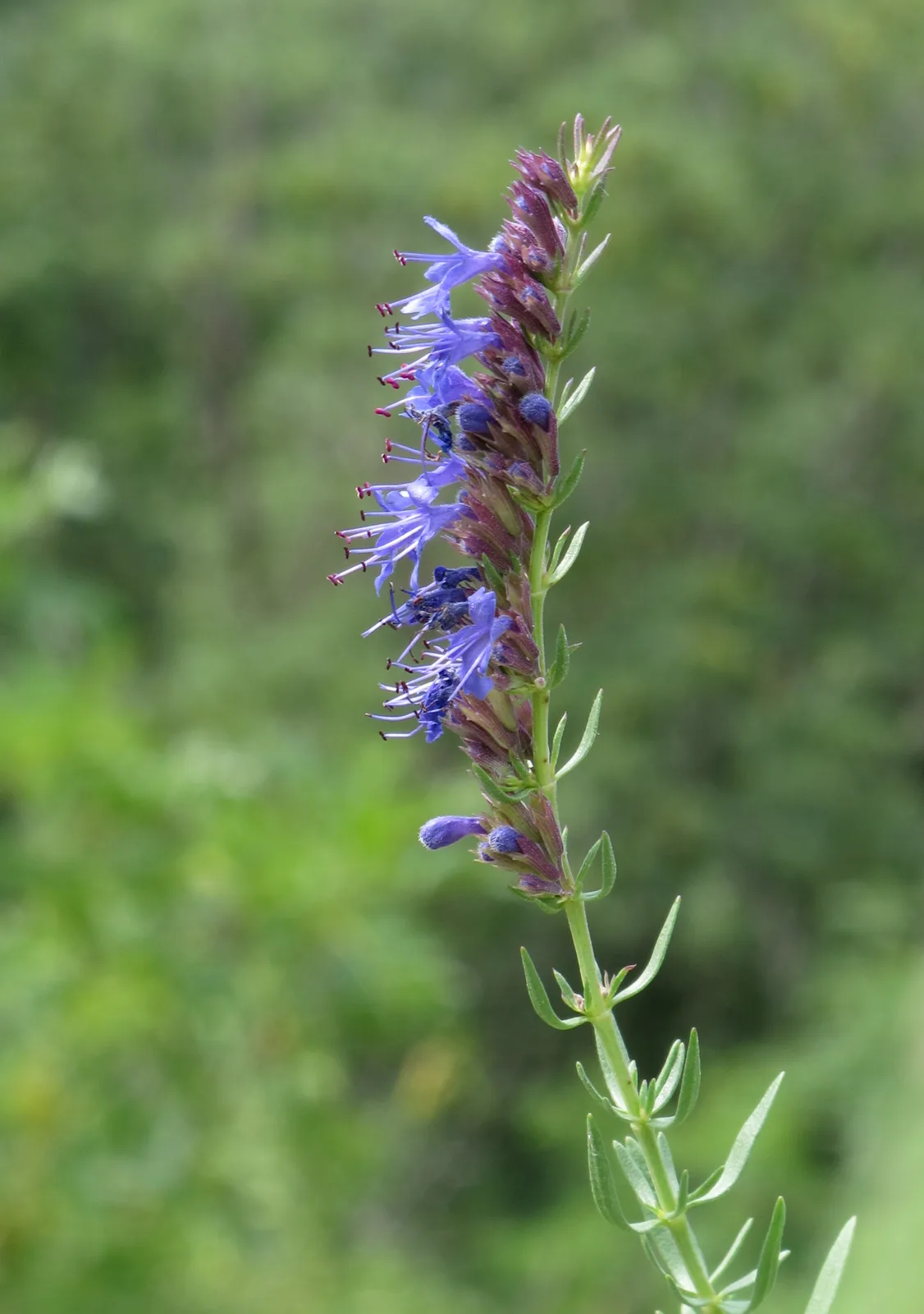 Hyssop