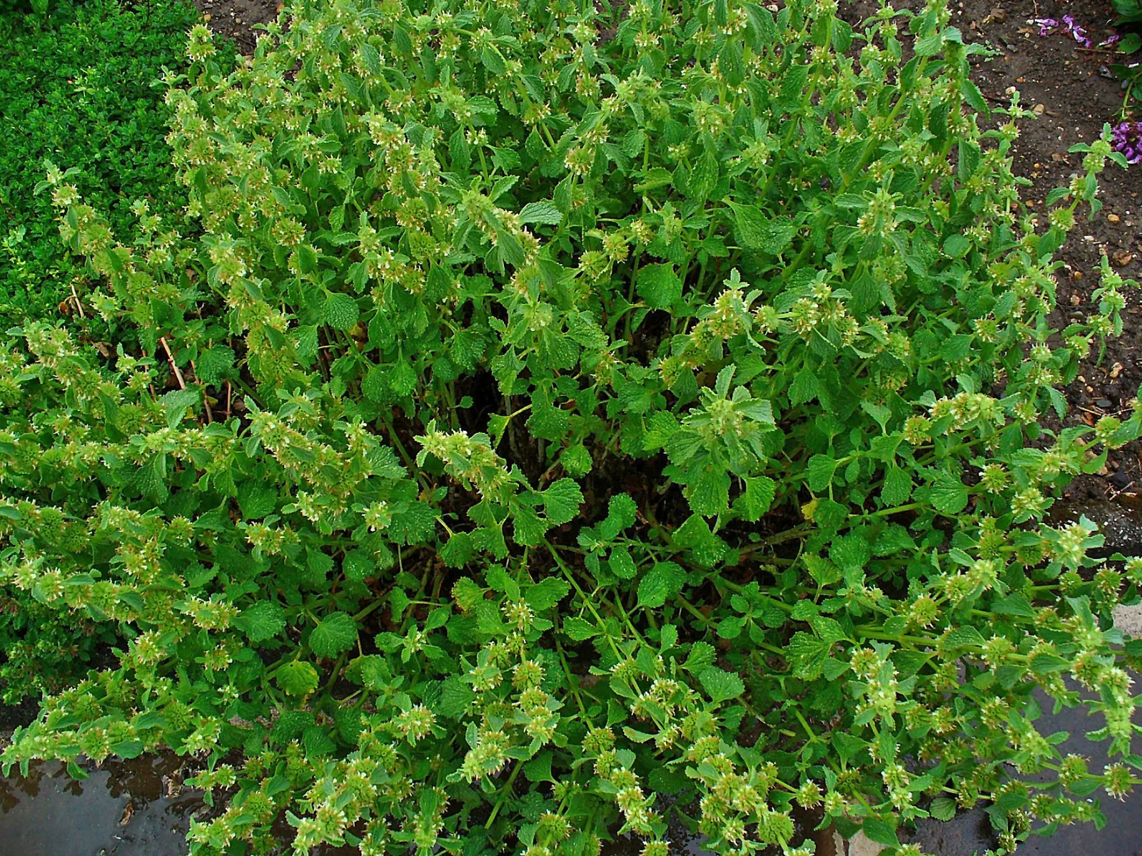 Horehound