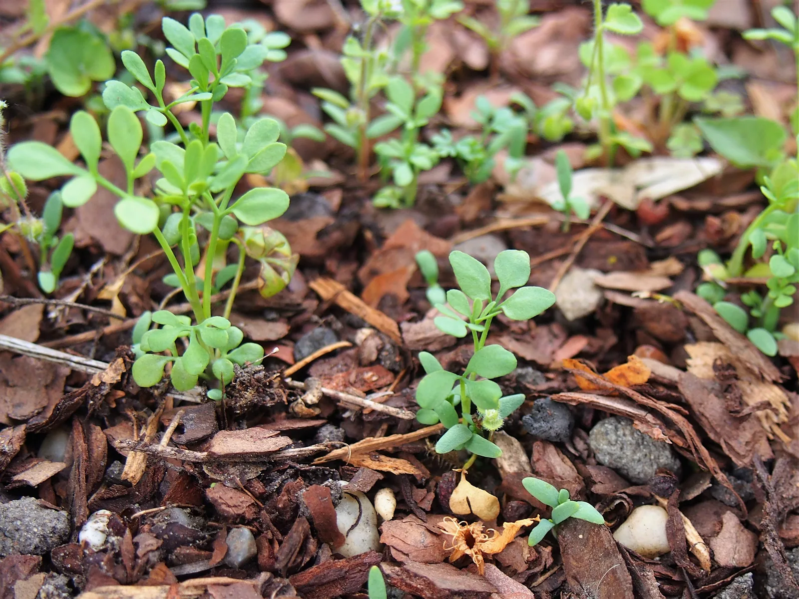 Rue (Ruta graveolens)