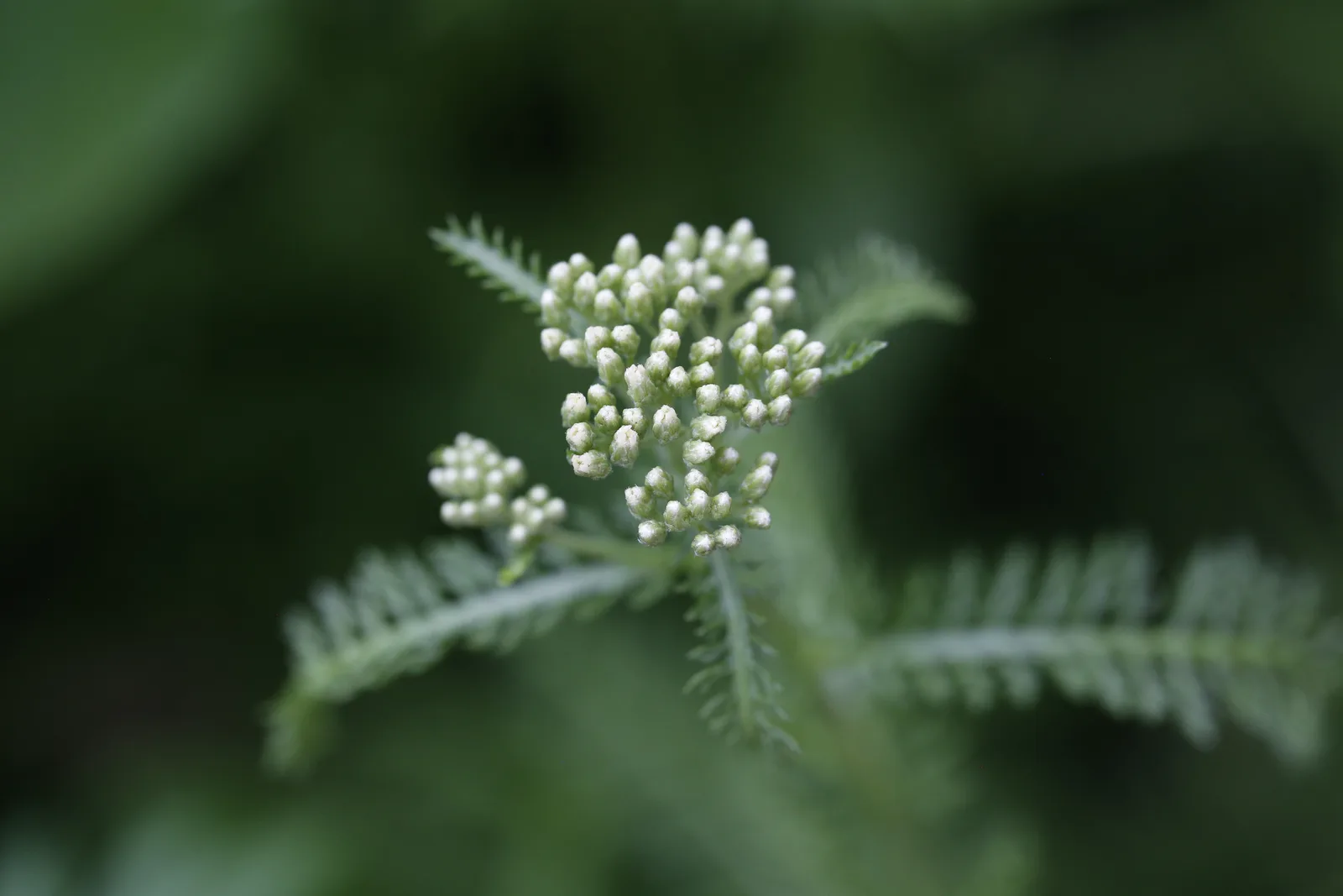Yarrow (Achillea millefolium)