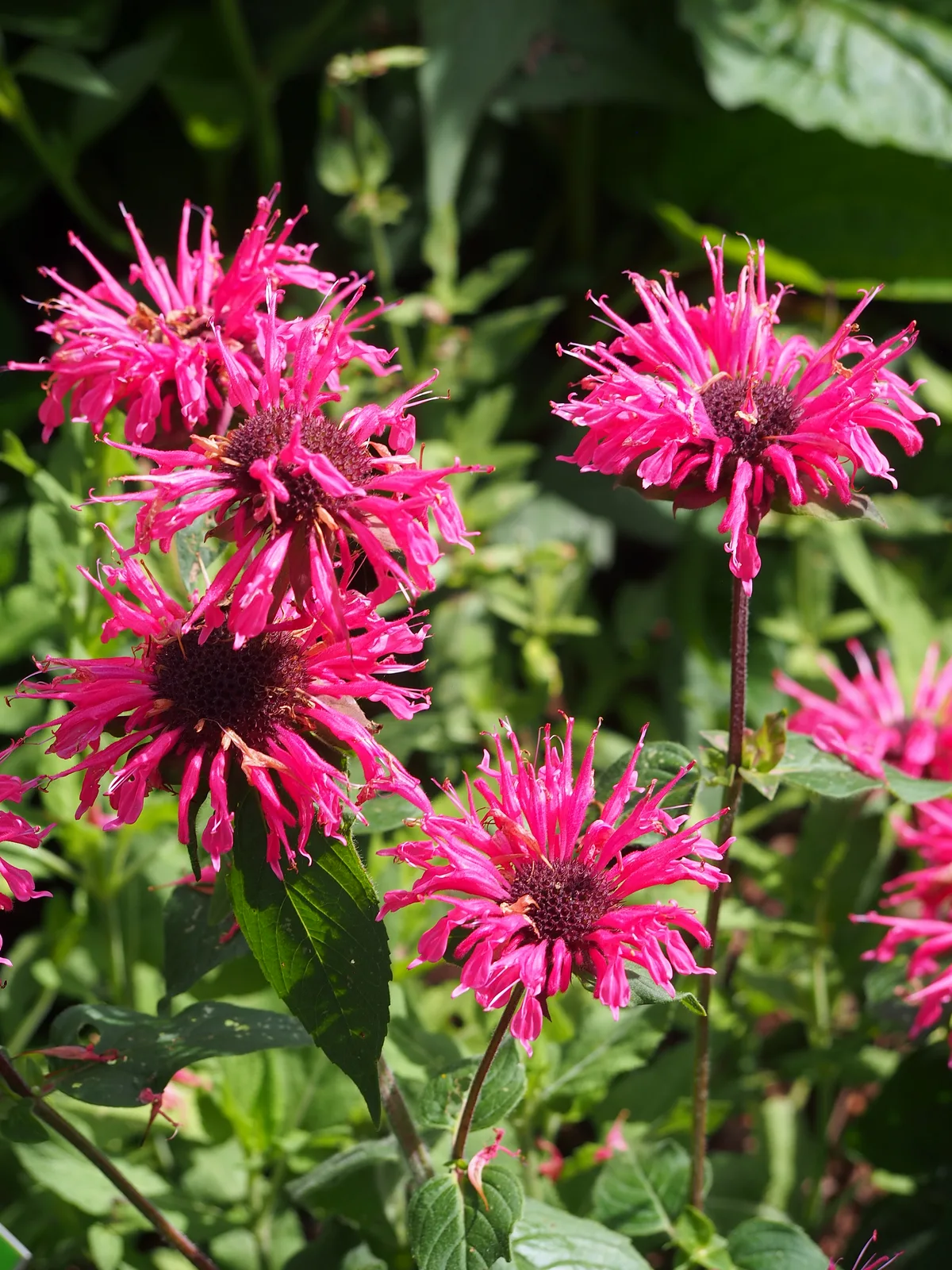 Bee Balm