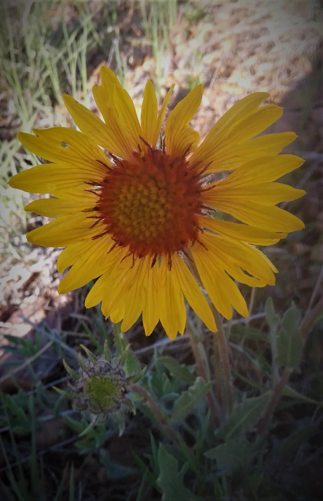 Blanket Flower