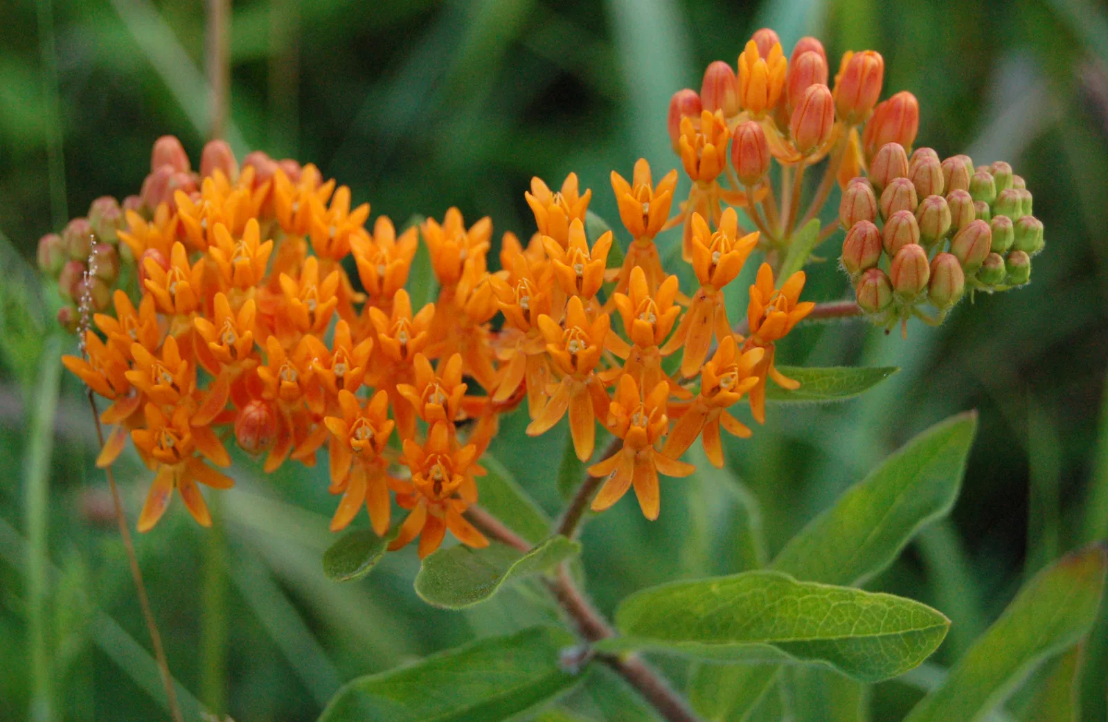 Butterfly Weed