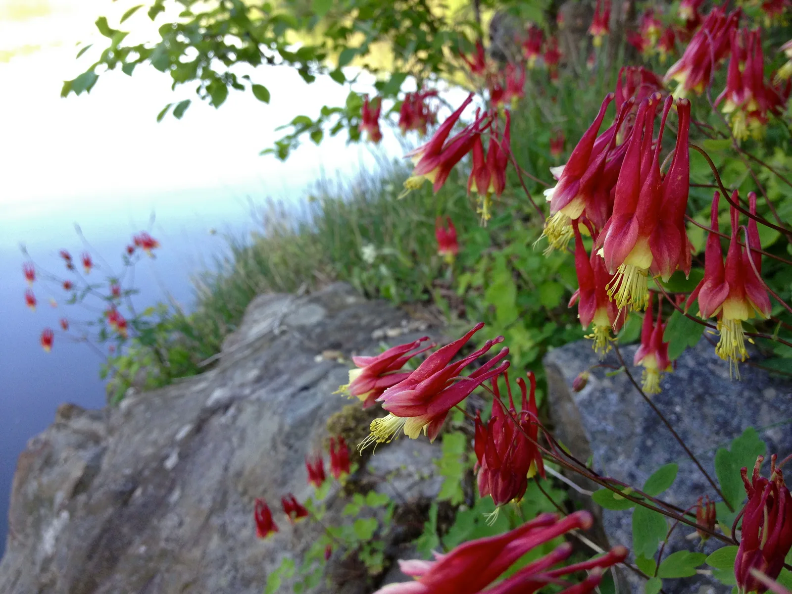 Columbine