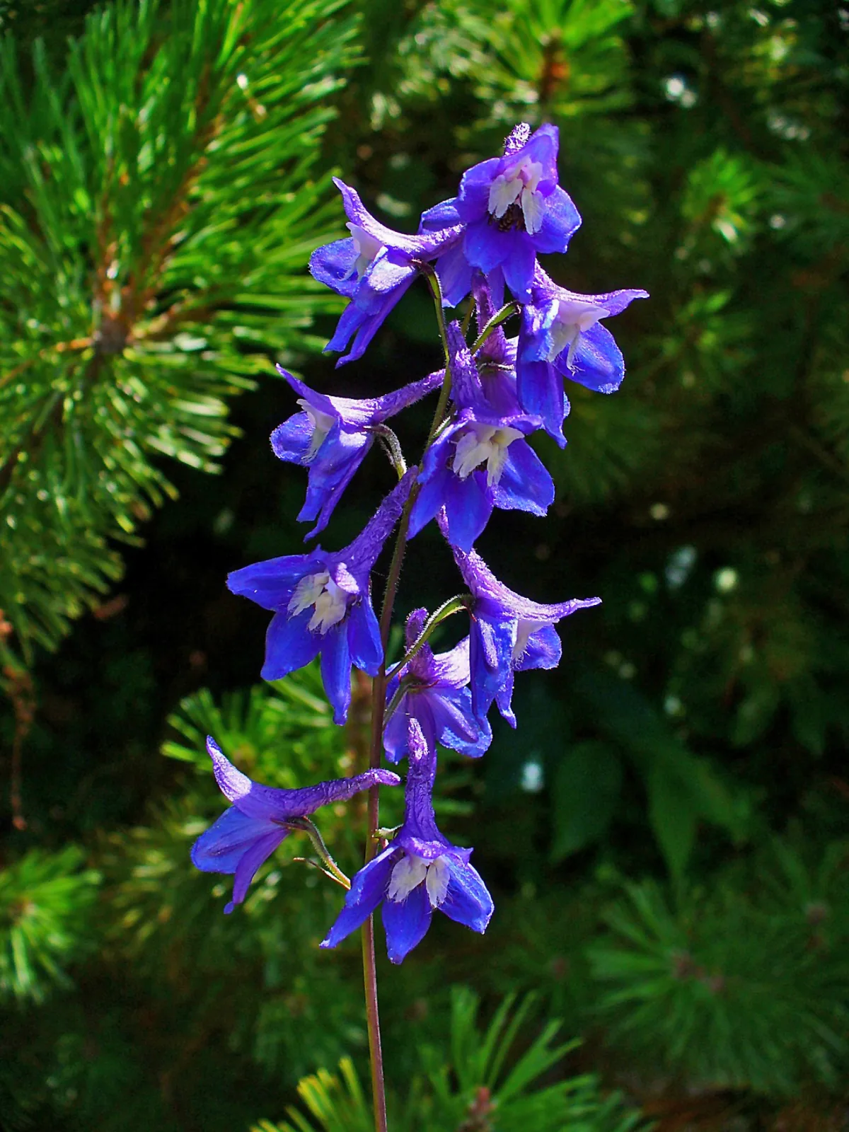 Delphinium