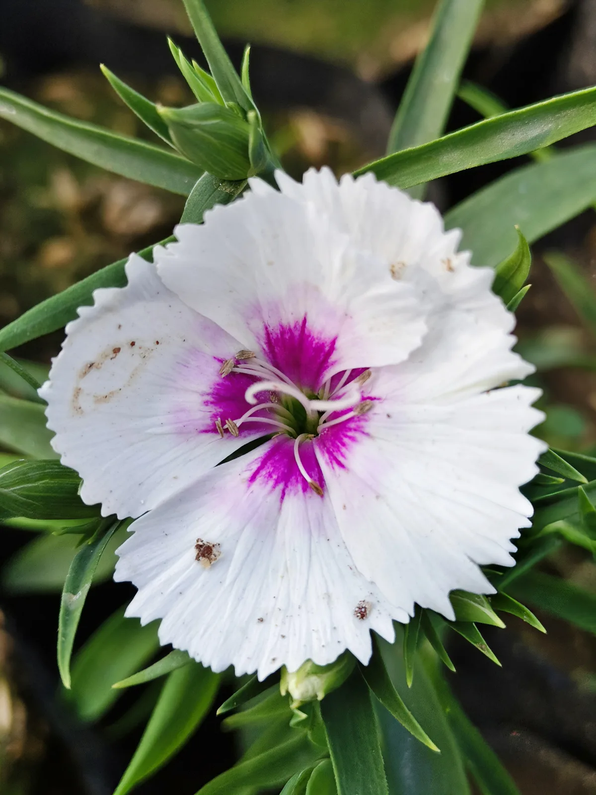 Chinese Pink (Dianthus chinensis)