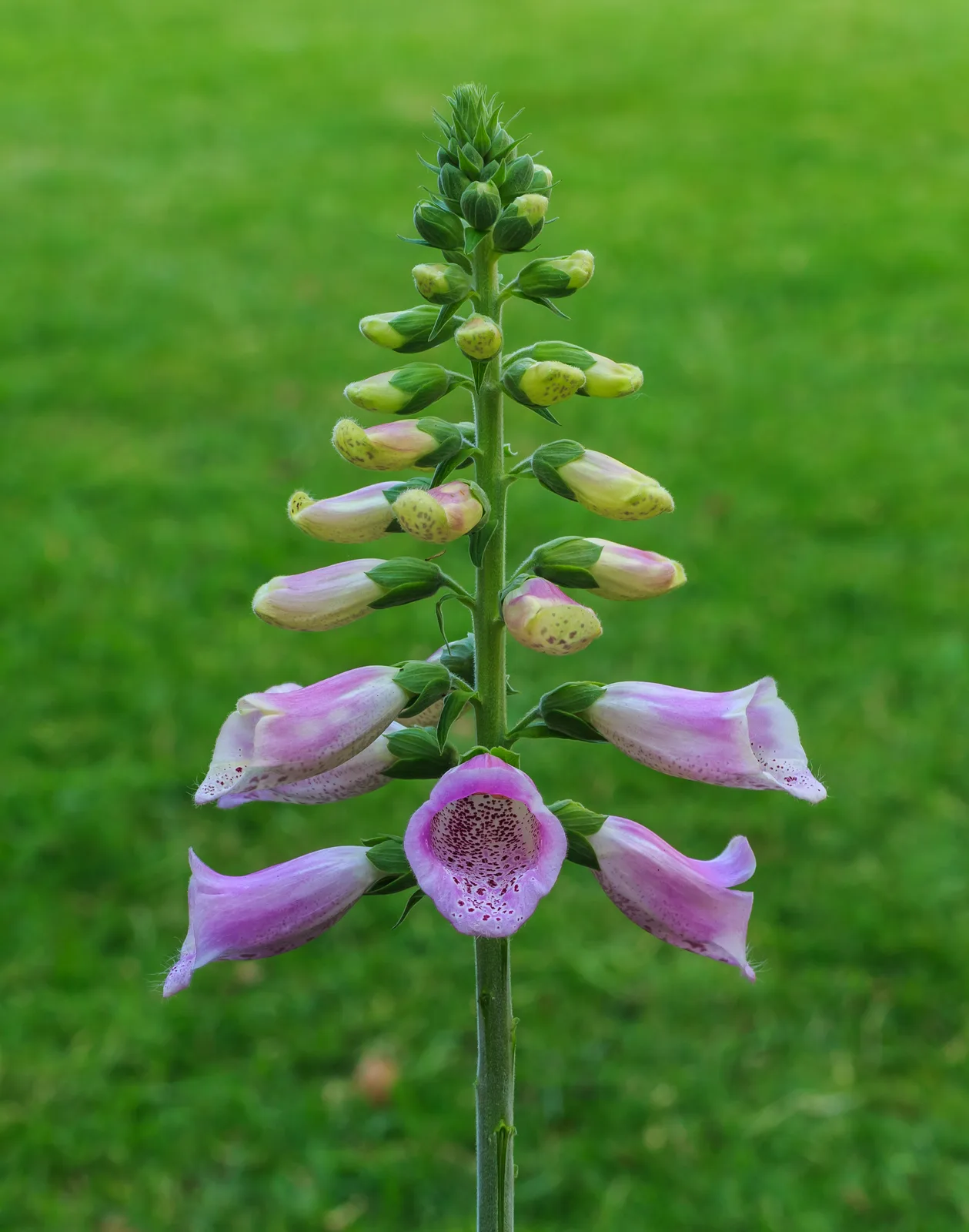 Foxglove