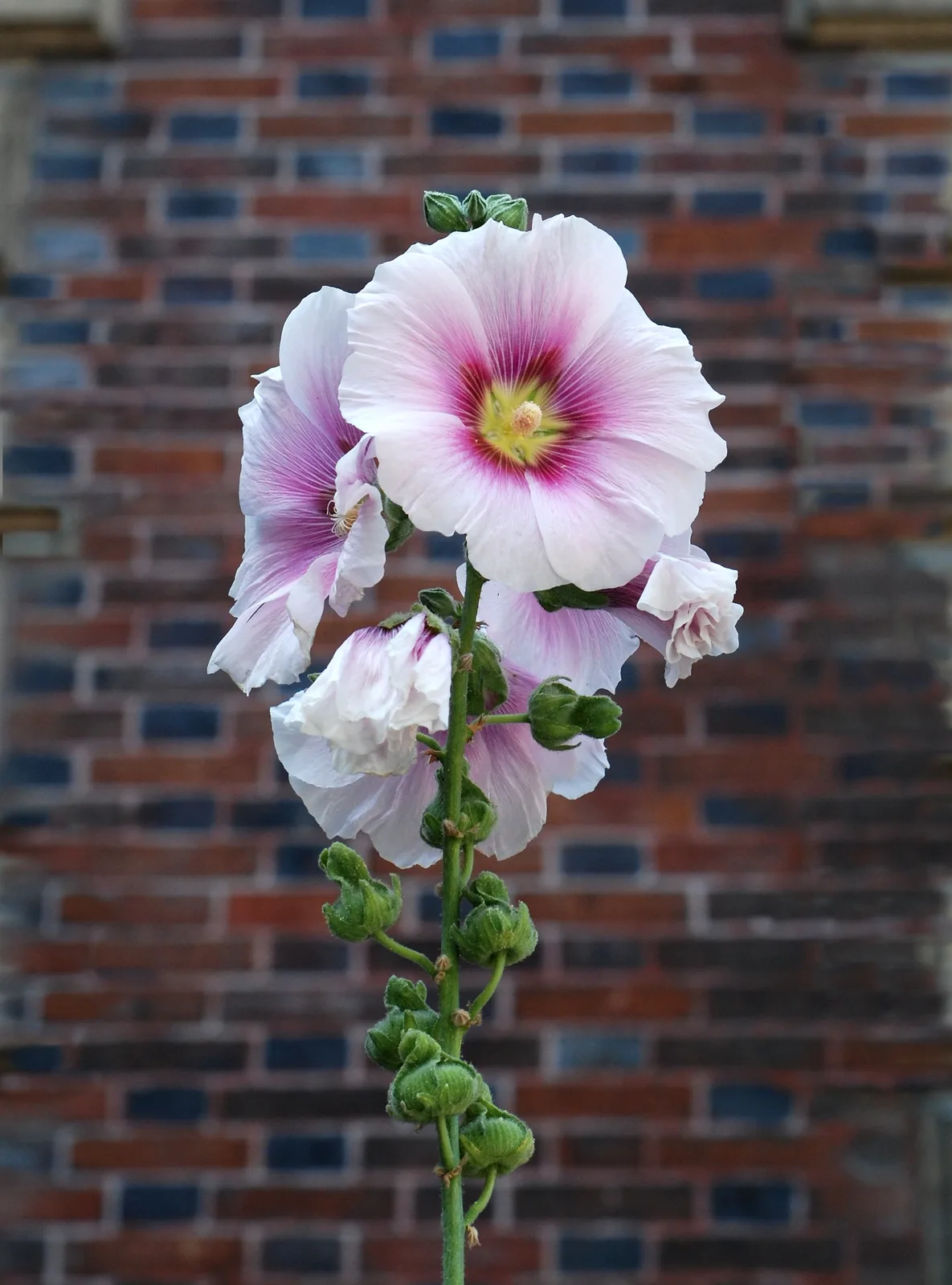 Hollyhock