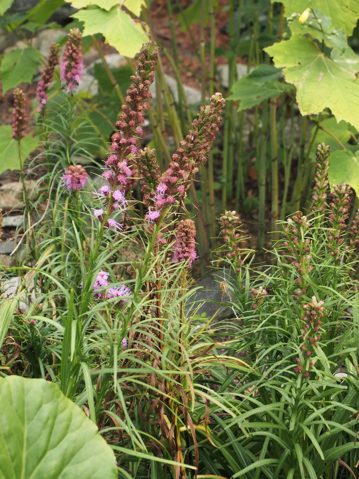 Liatris
