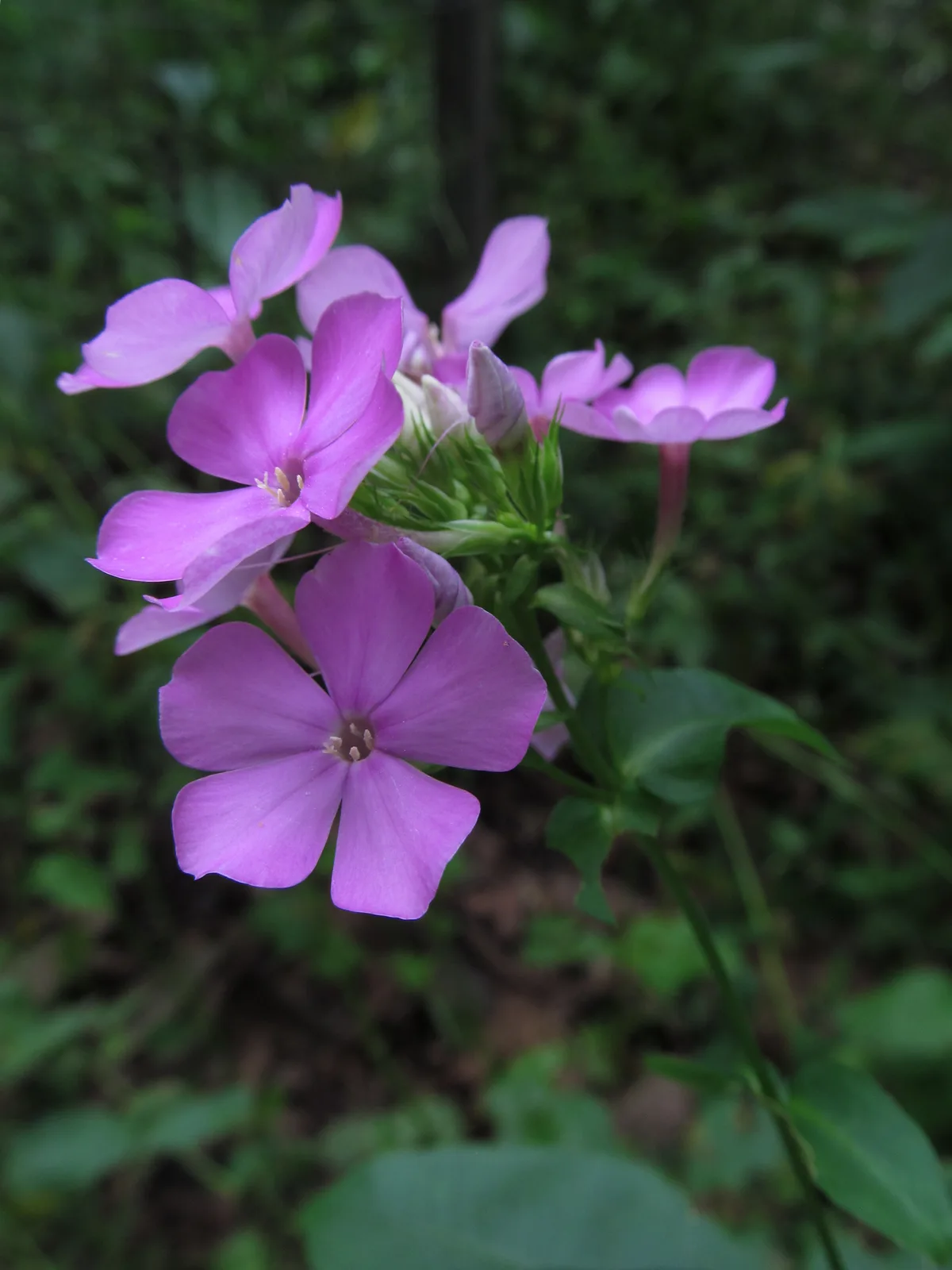 Garden Phlox
