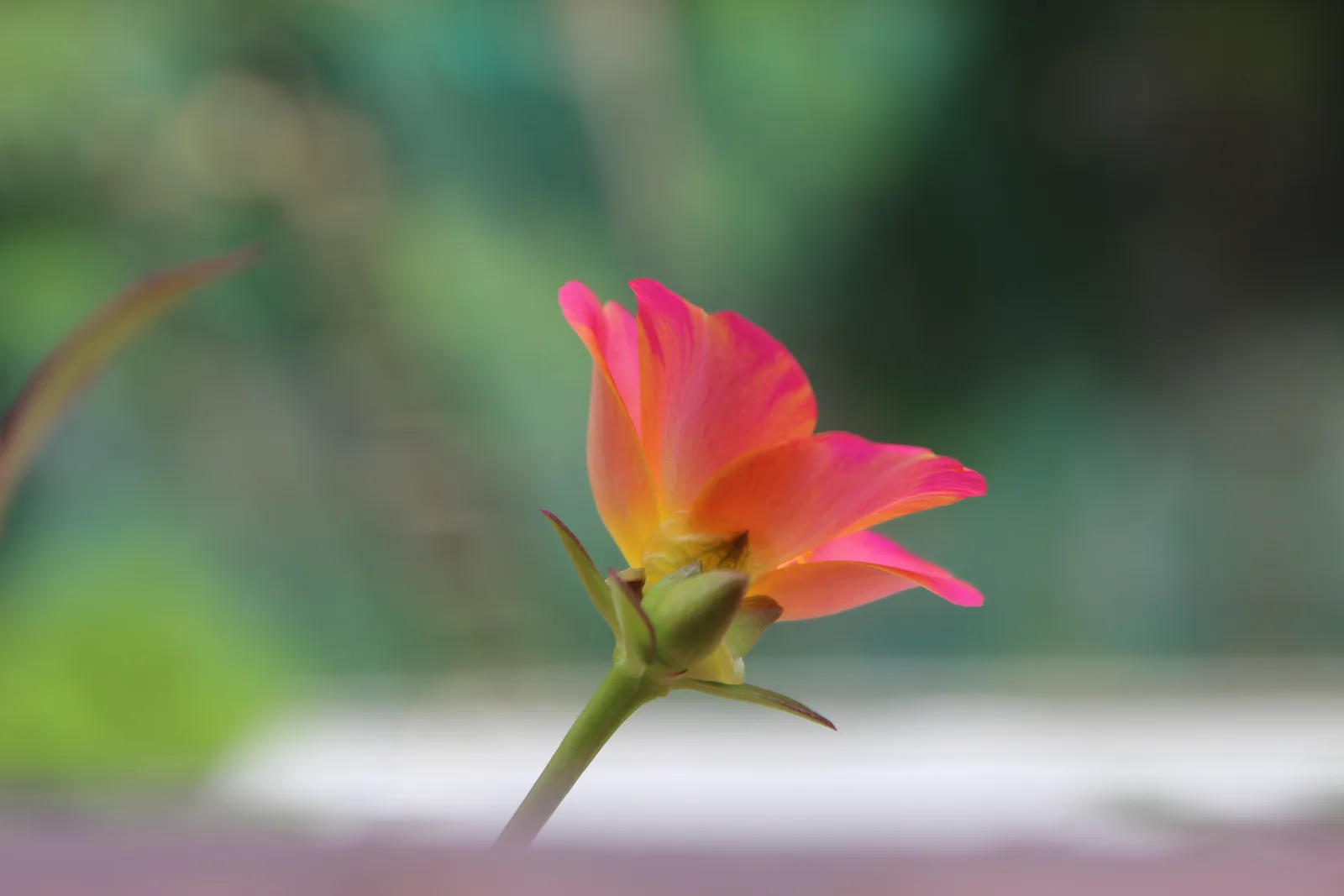Moss Rose (Portulaca grandiflora)
