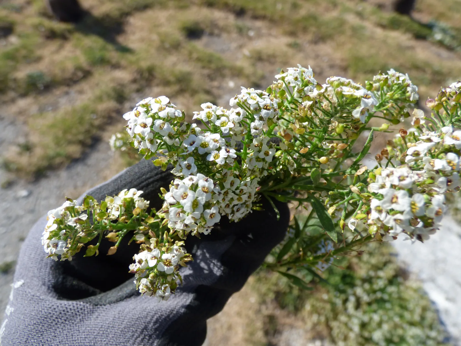 Sweet Alyssum (Lobularia maritima)