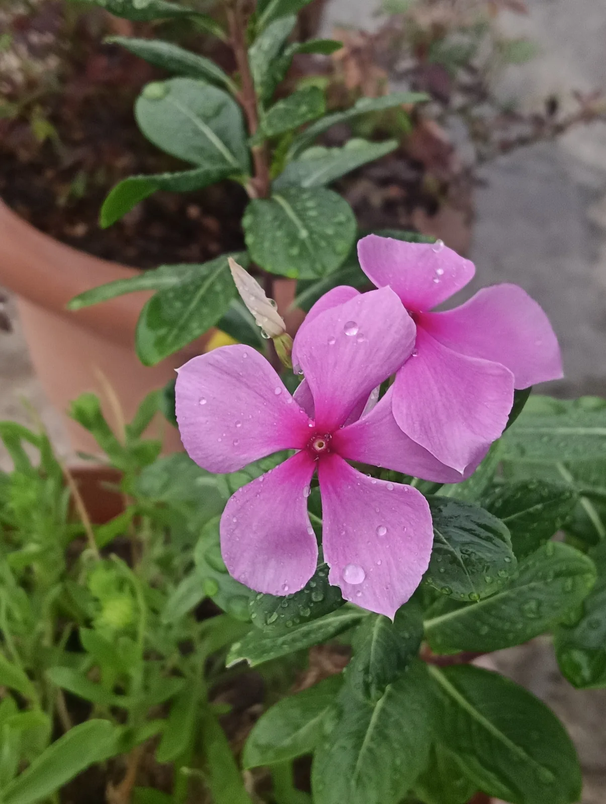 Madagascar Periwinkle (Catharanthus roseus)
