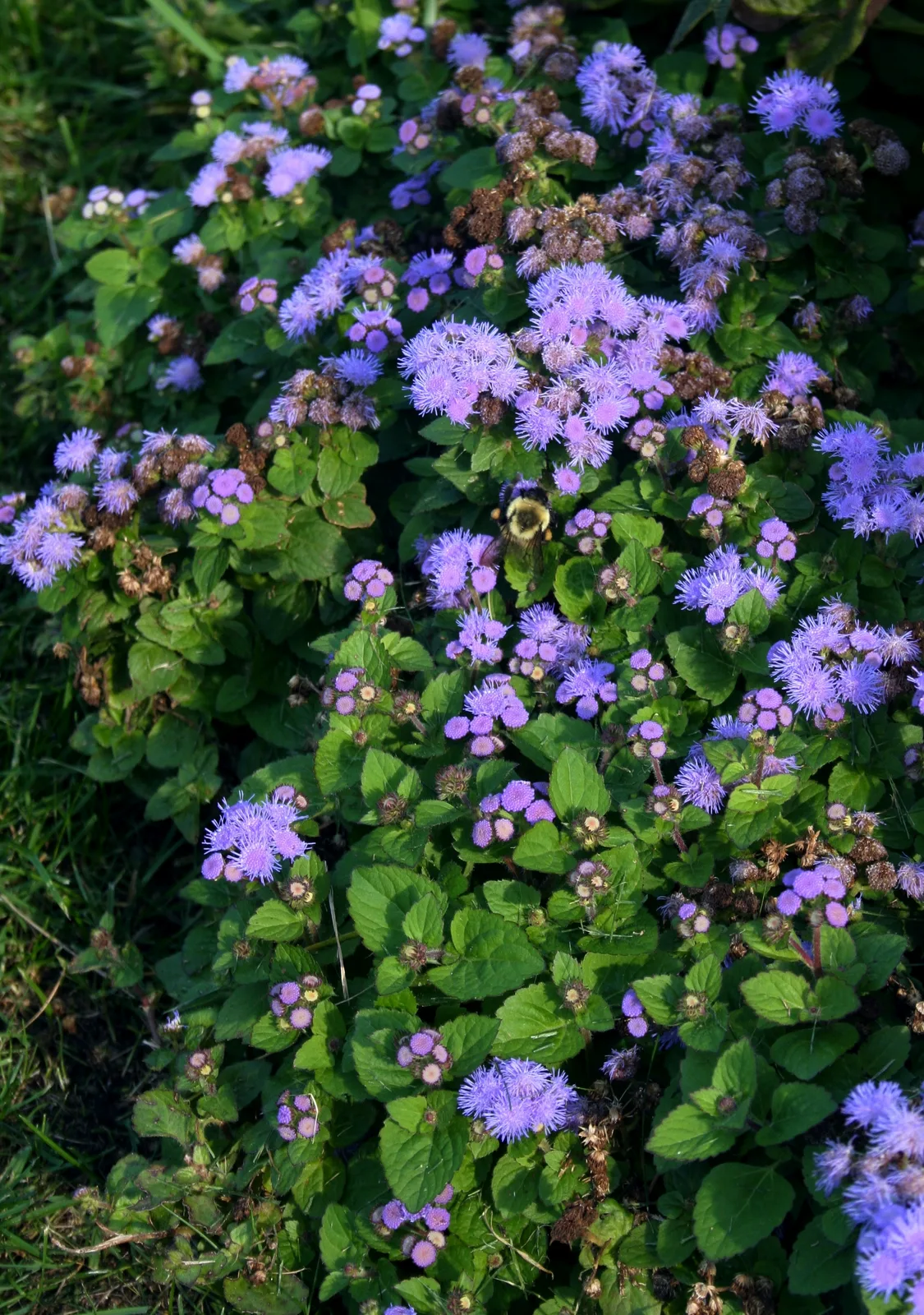 Ageratum (Ageratum houstonianum)