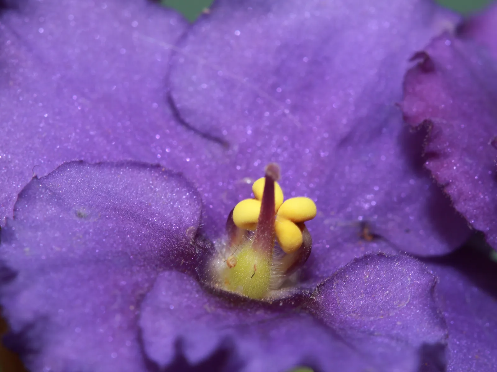 African Violet (Streptocarpus ionanthus)