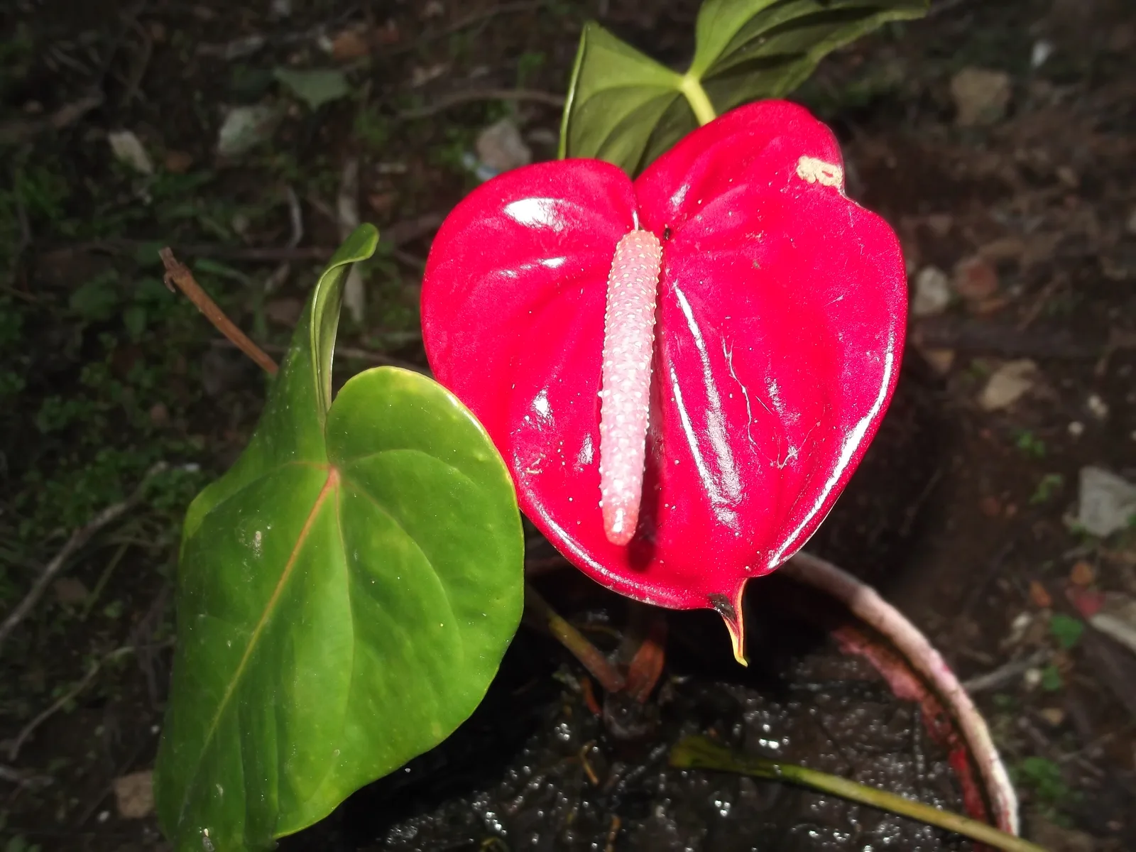 Anthurium (Anthurium andraeanum)