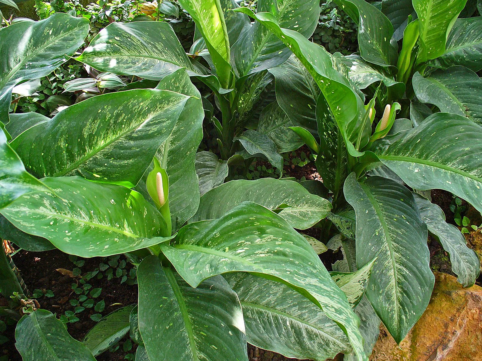 Dieffenbachia