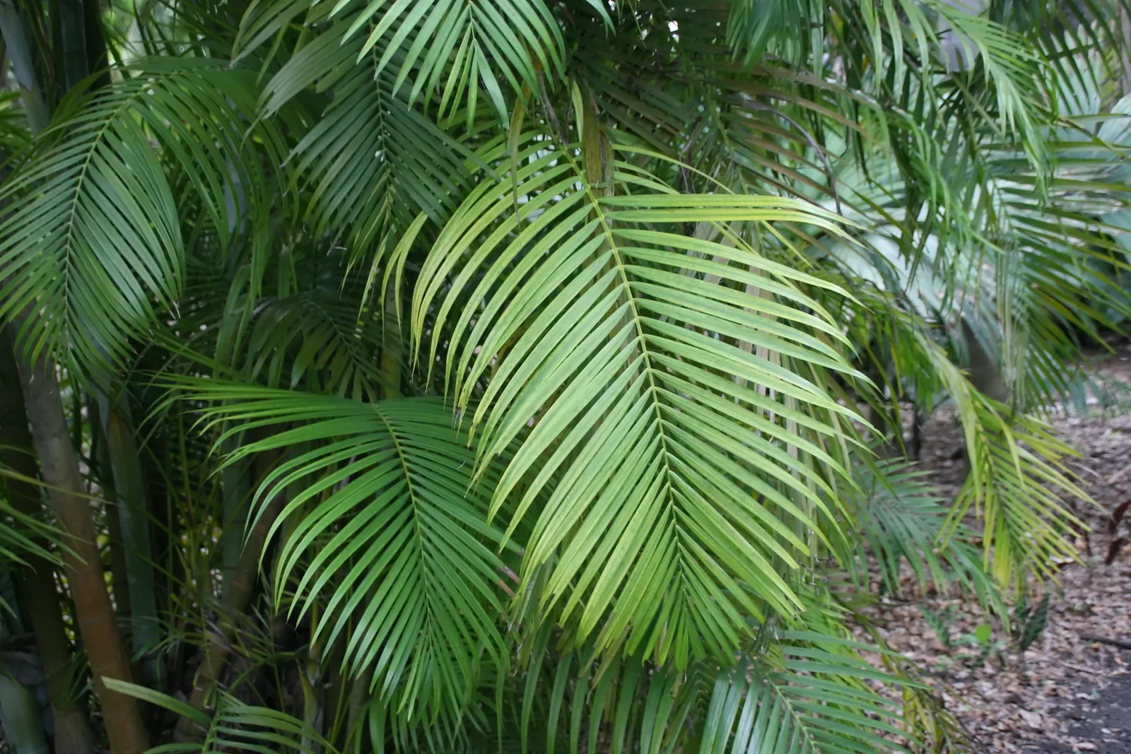 Areca Palm (Dypsis lutescens)