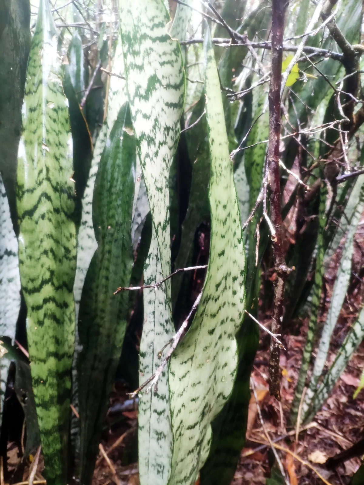 Snake Plant (Dracaena trifasciata)